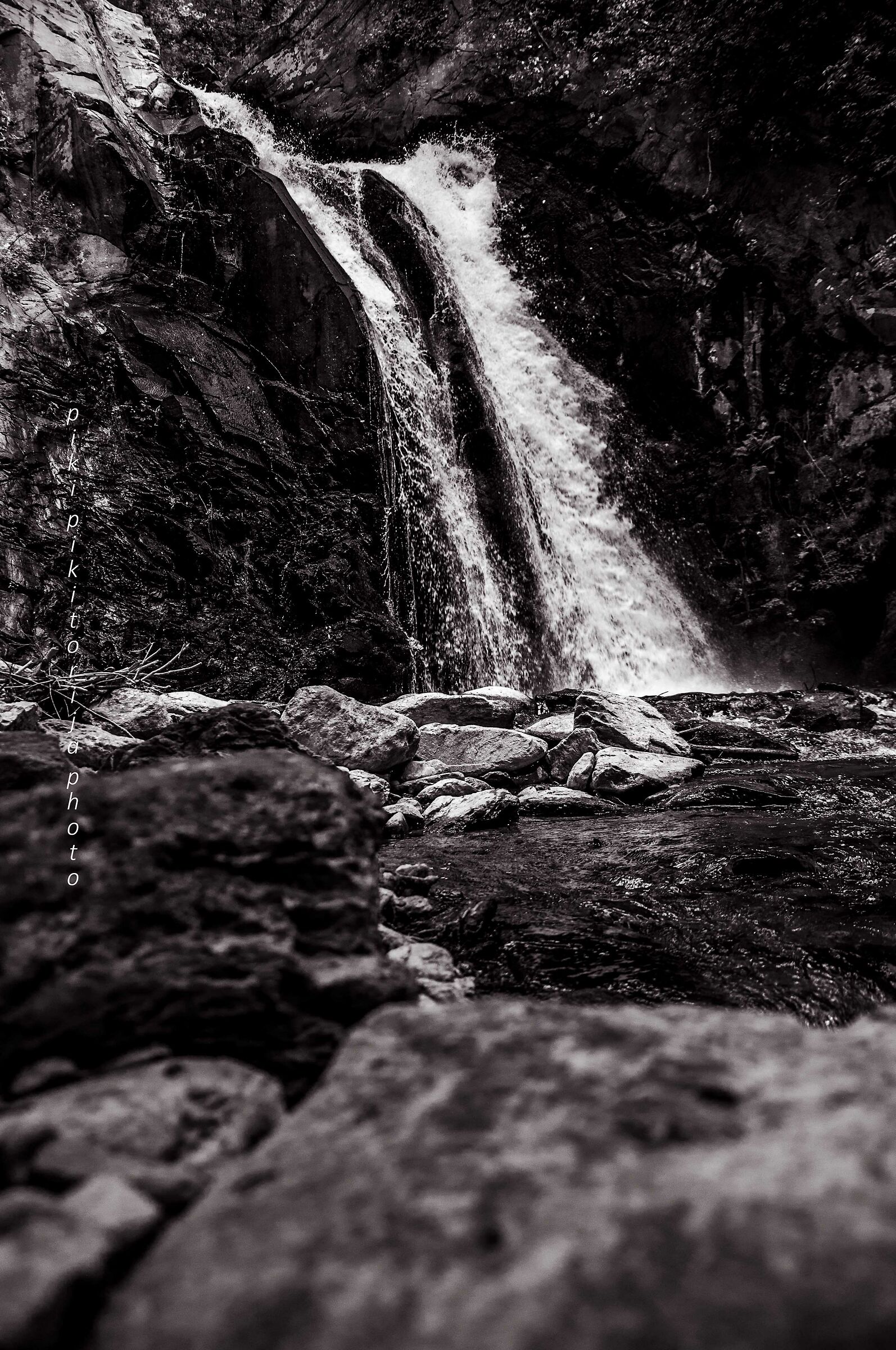 Foreste nella montagna