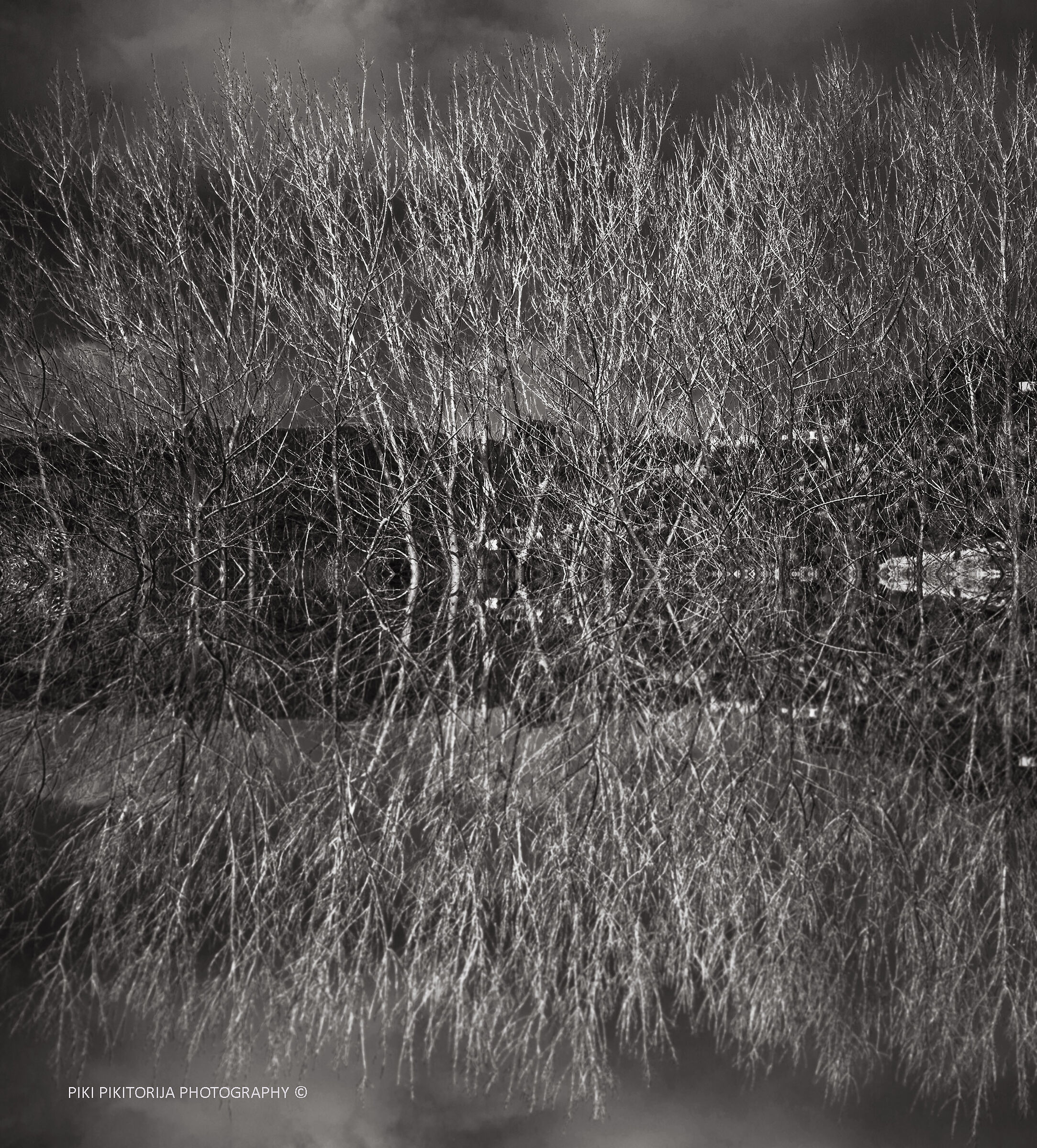 Foreste nella montagna