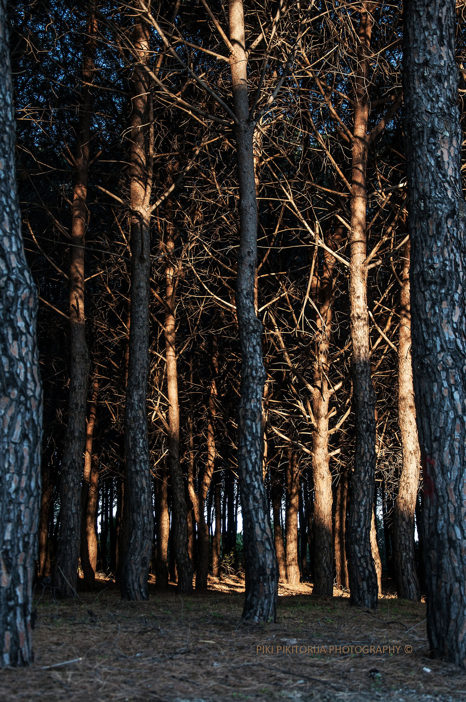 Foreste nella montagna