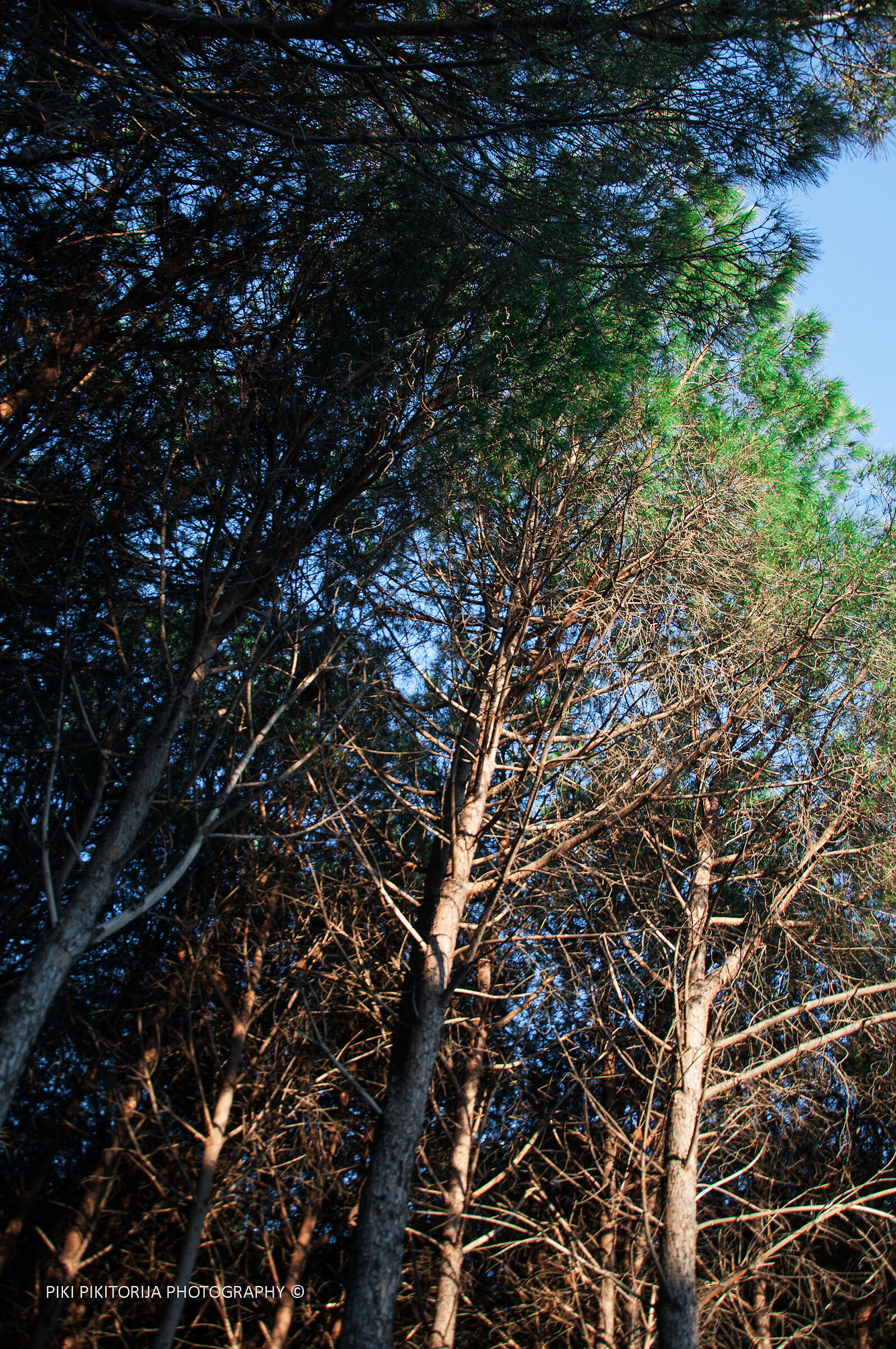 Foreste nella montagna