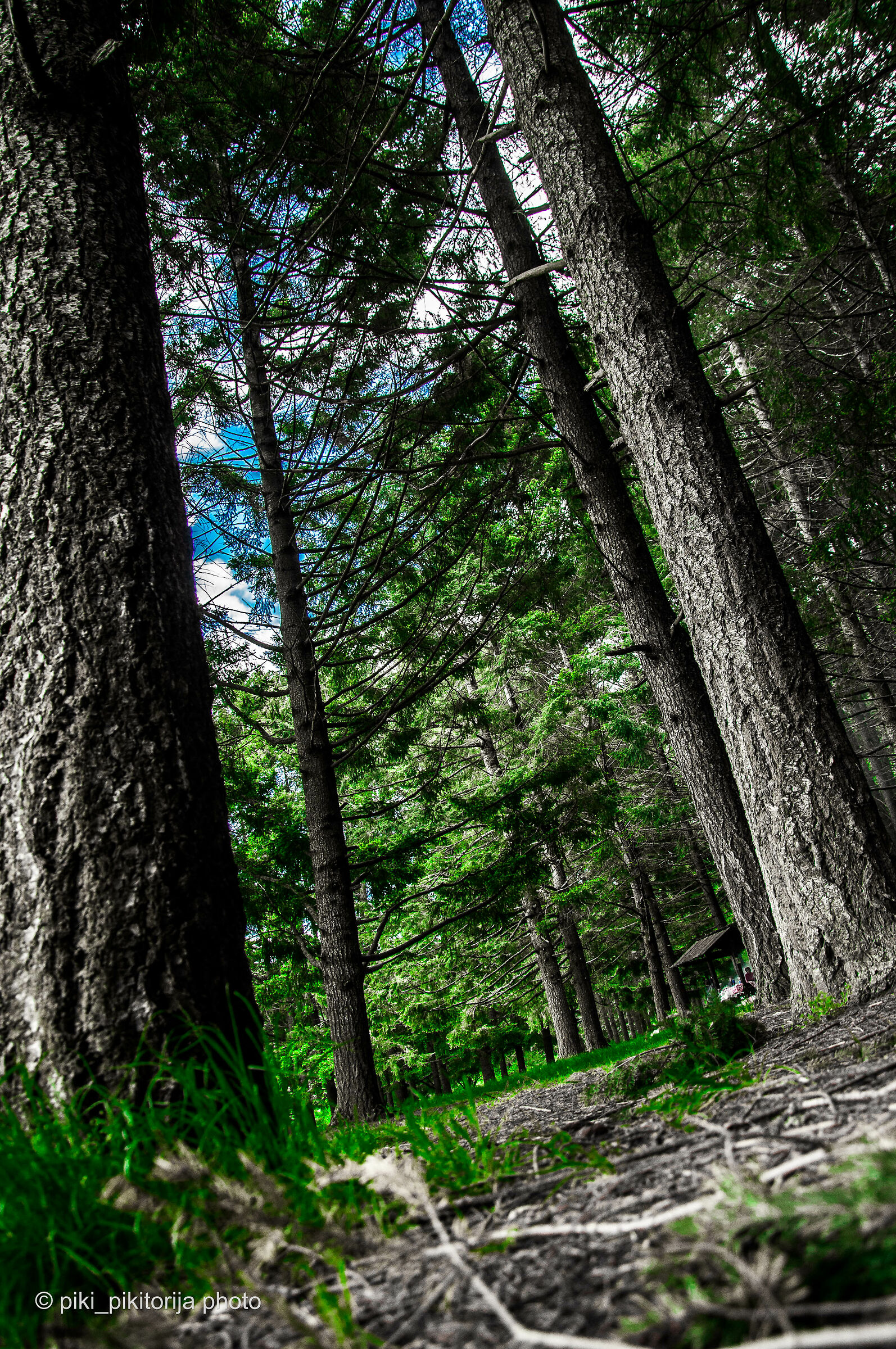 Foreste nella montagna