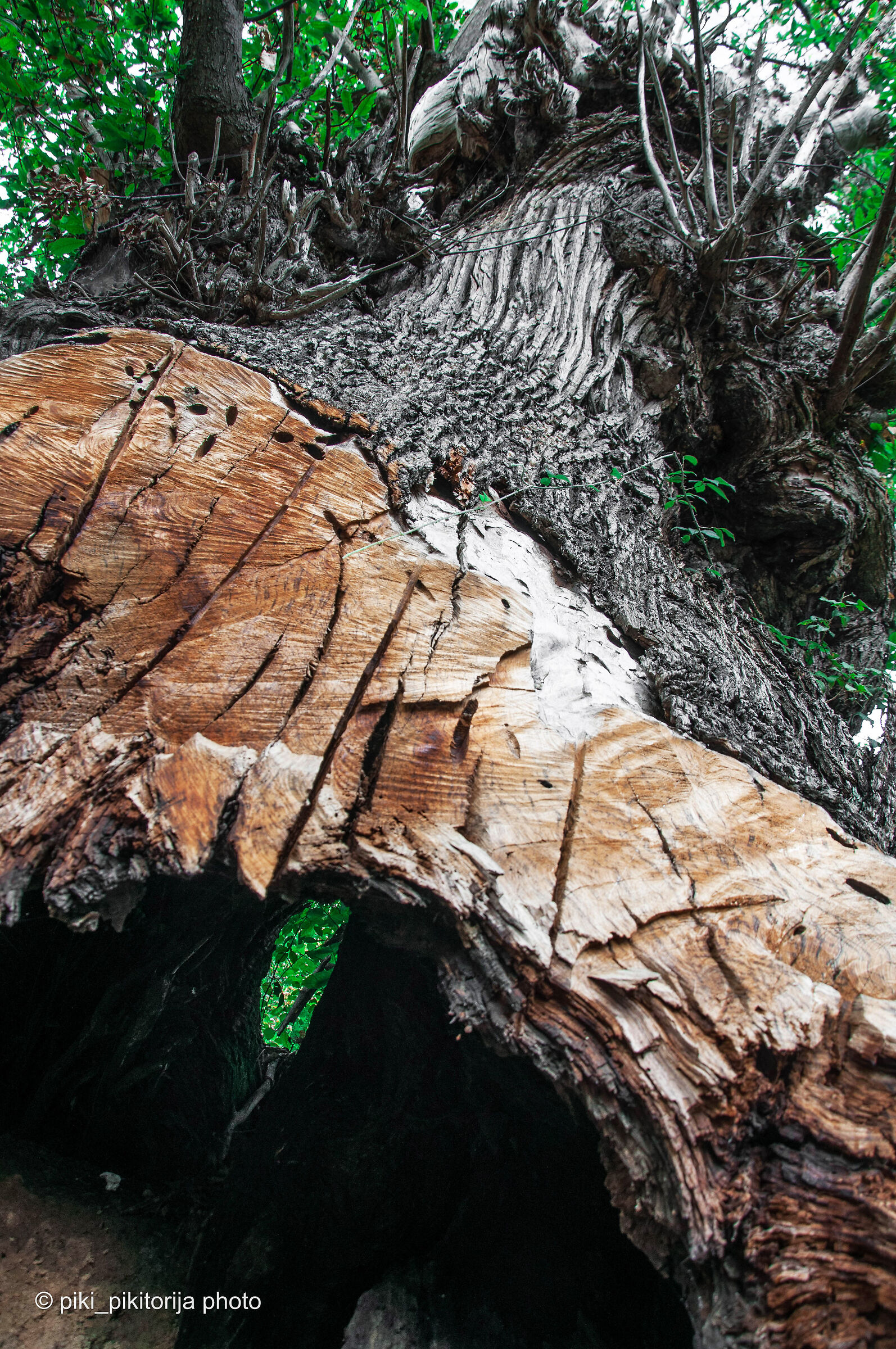 Foreste nella montagna