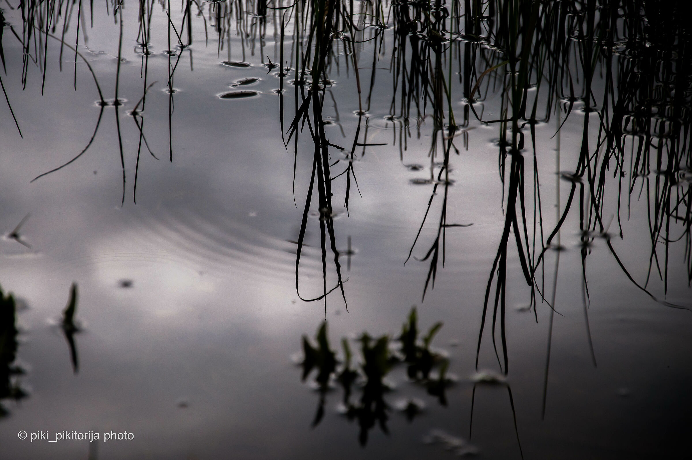 Foreste nella montagna