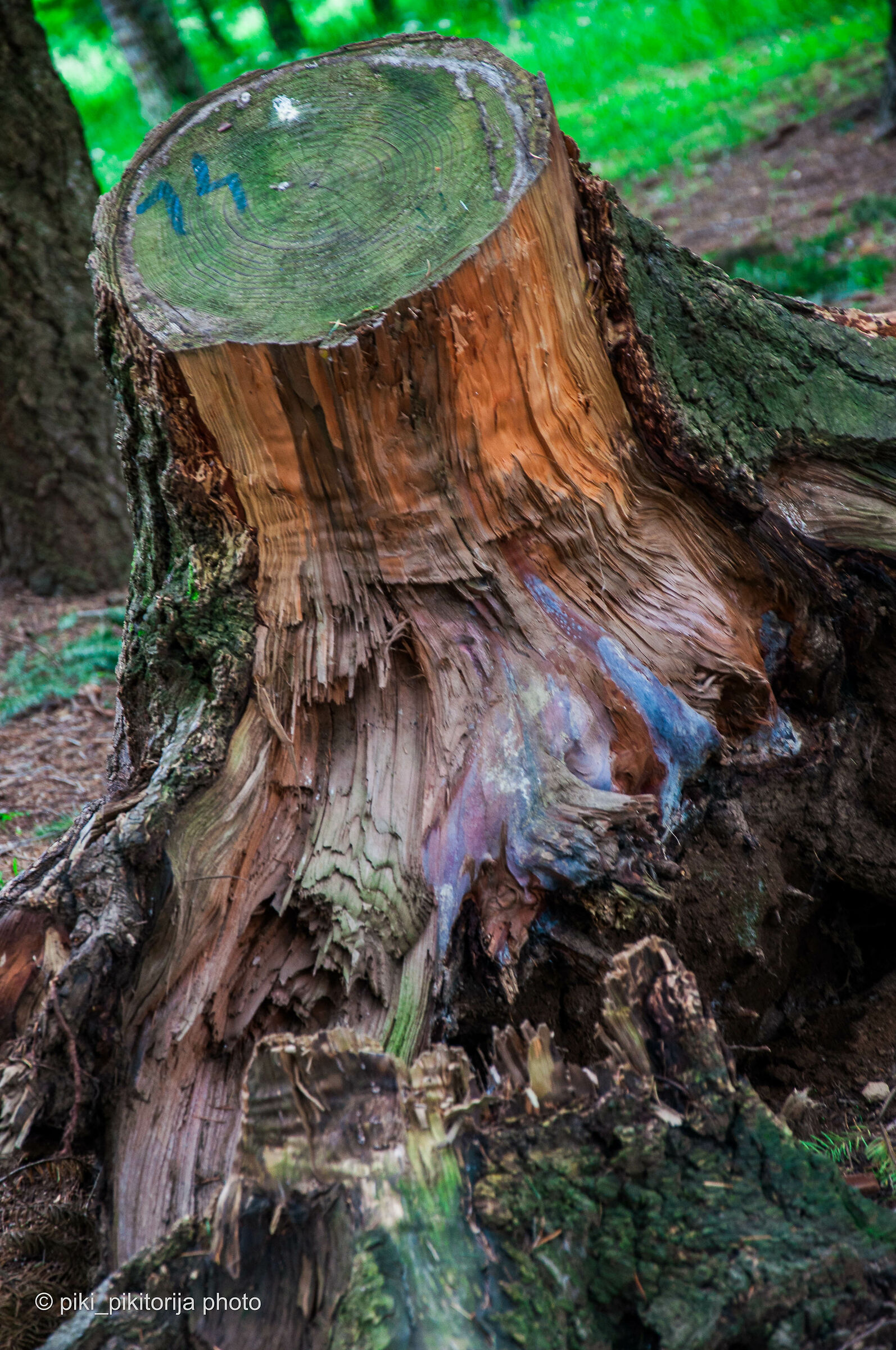 Foreste nella montagna