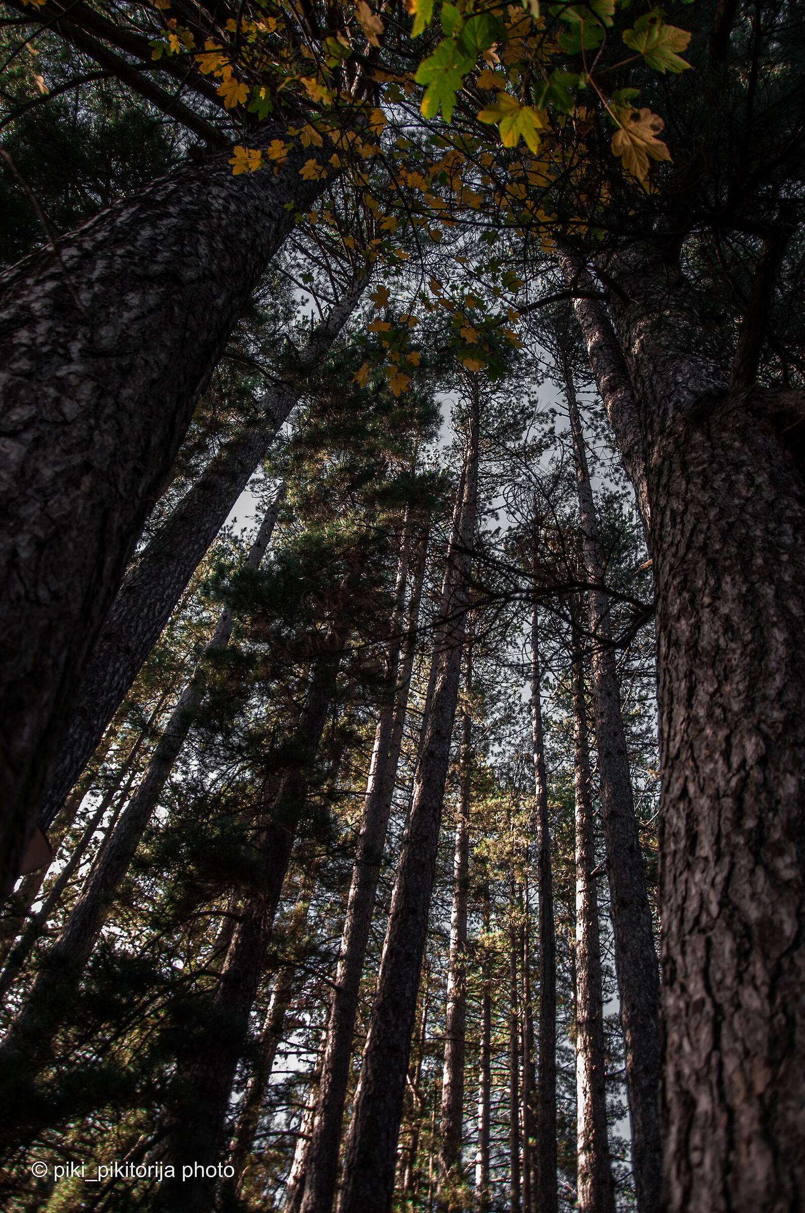 Foreste nella montagna