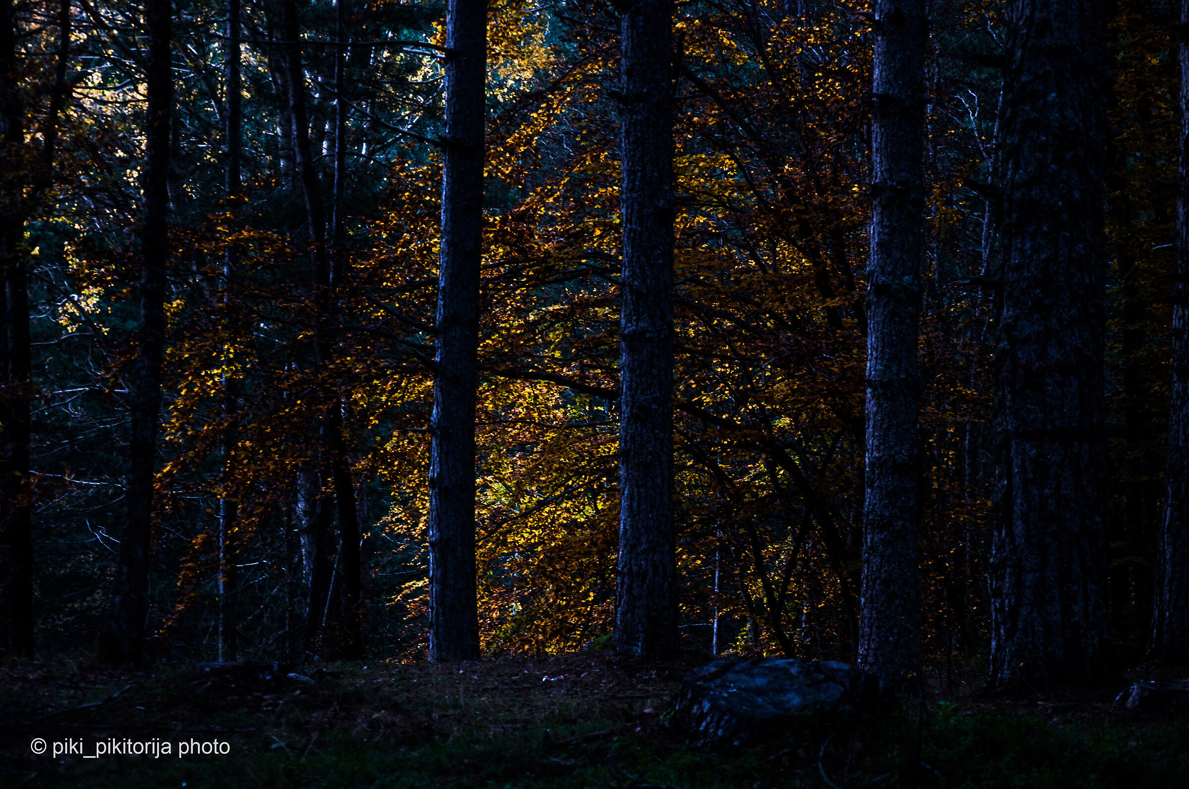 Foreste nella montagna