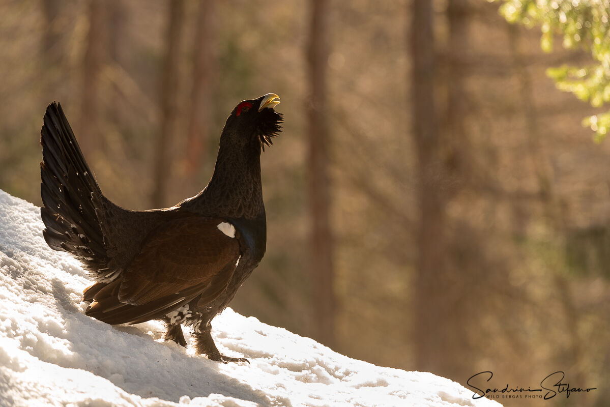 Gallo Cedrone