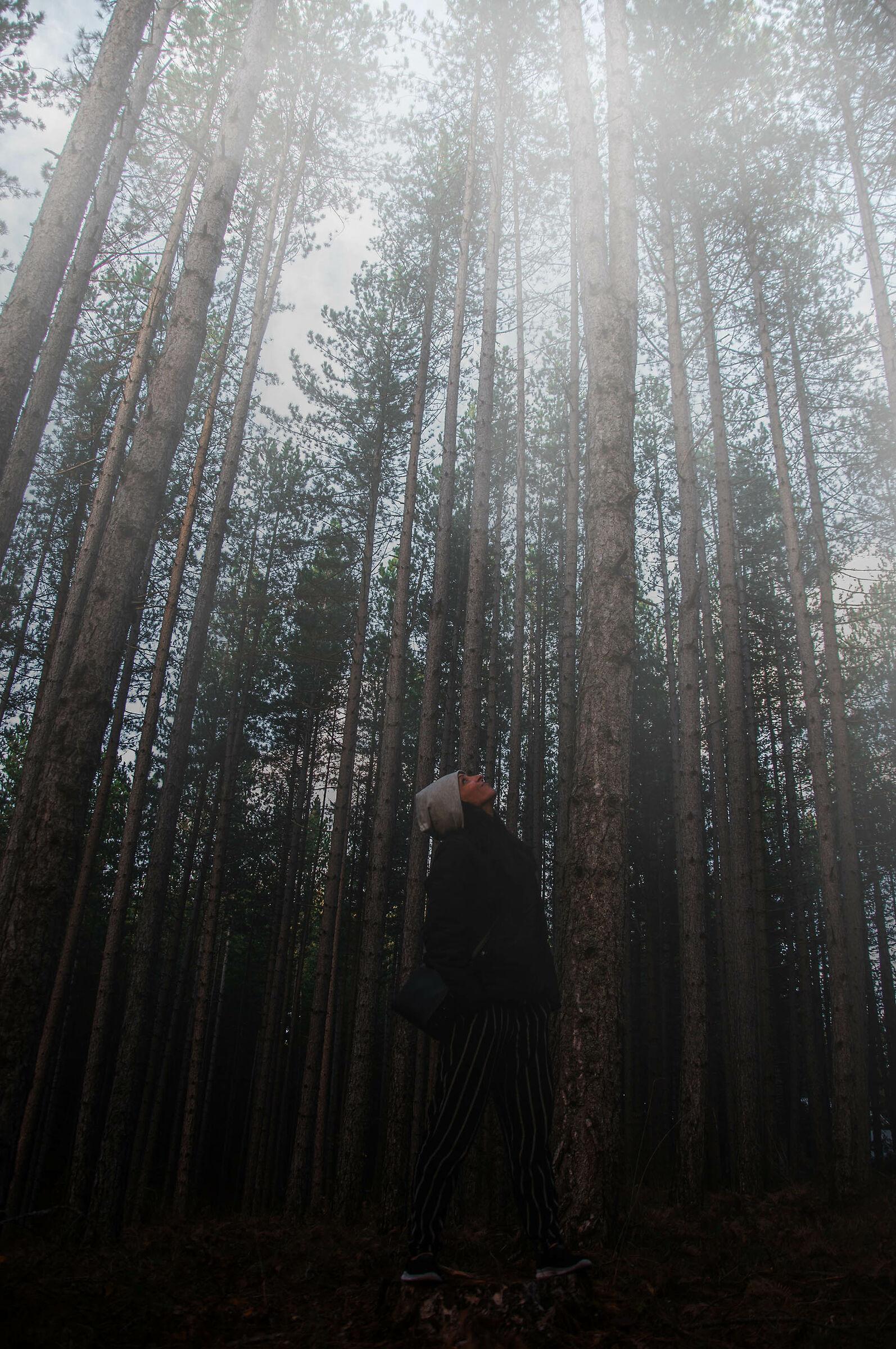 Foreste nella montagna