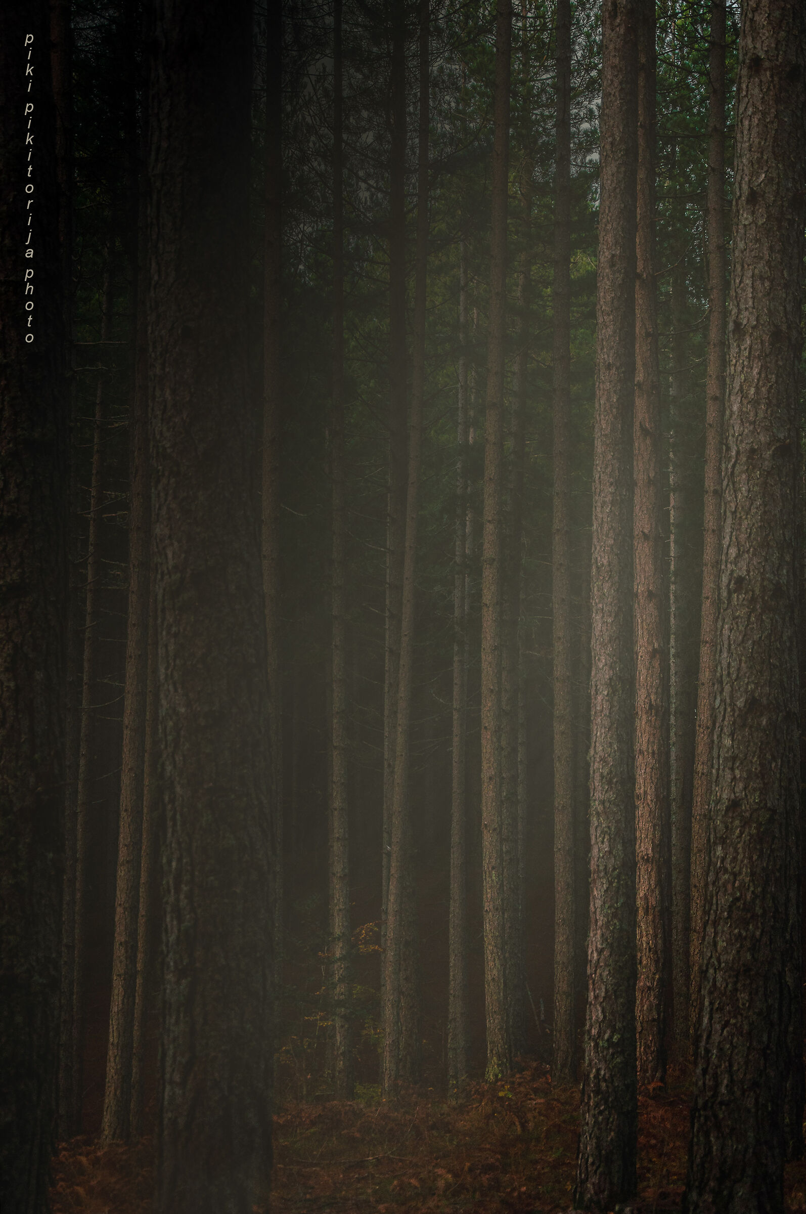 Foreste nella montagna