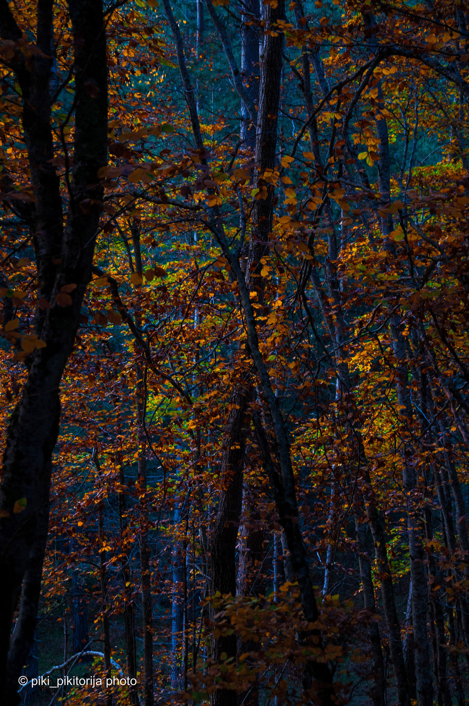 Foreste nella montagna