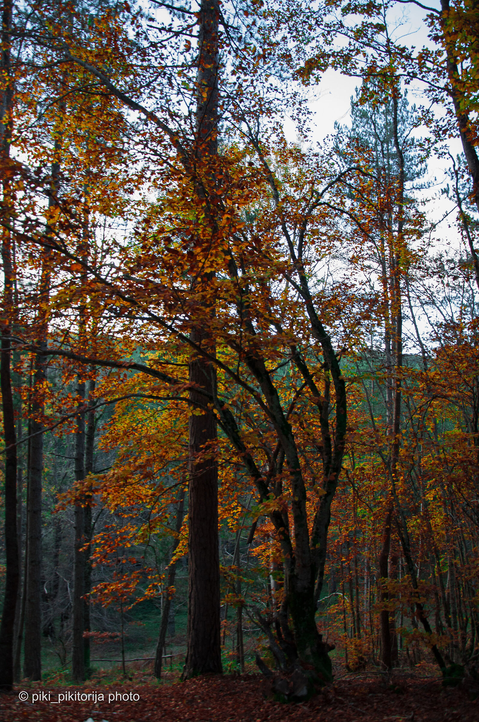 Foreste nella montagna