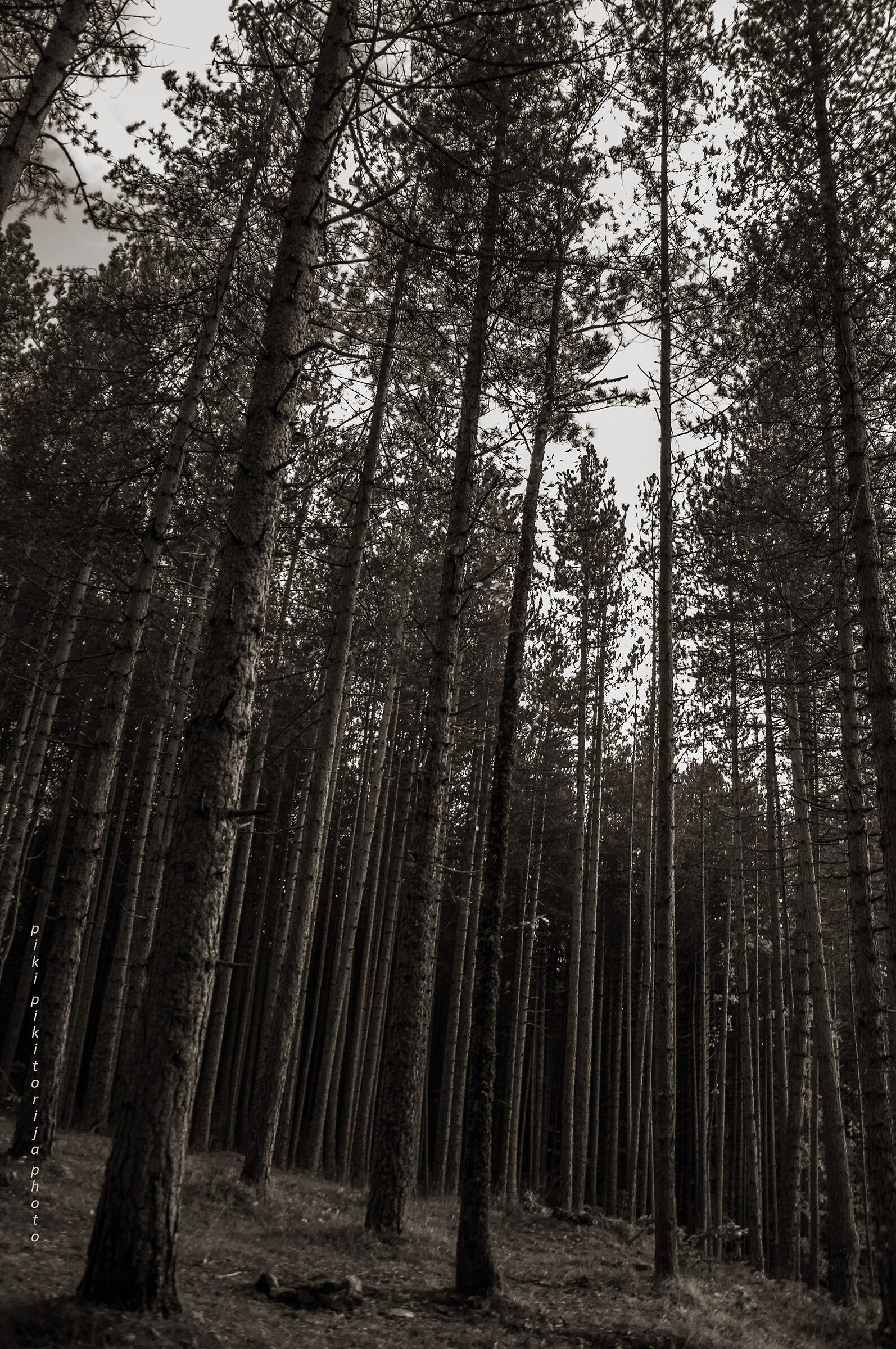 Foreste nella montagna