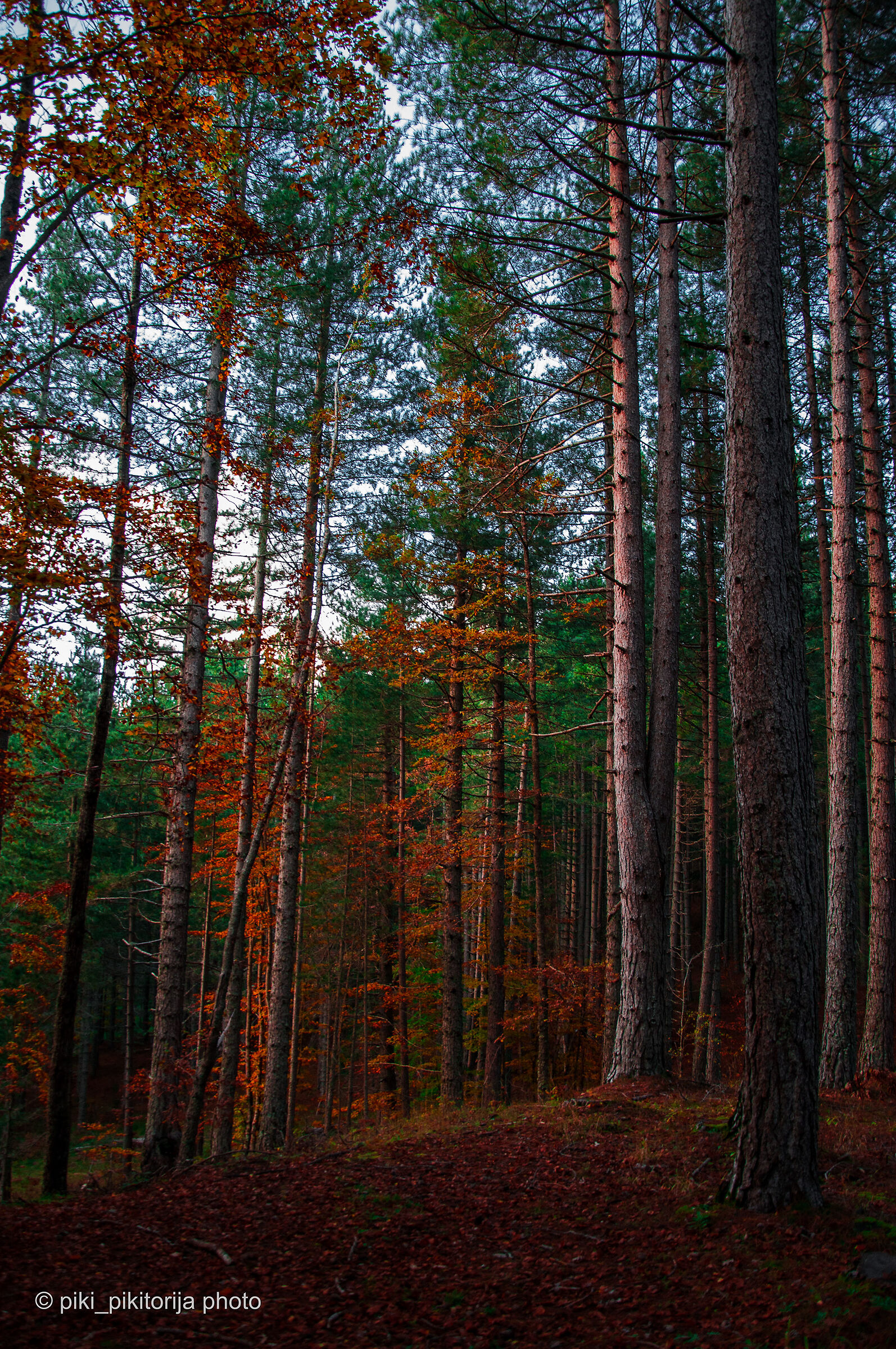 Foreste nella montagna