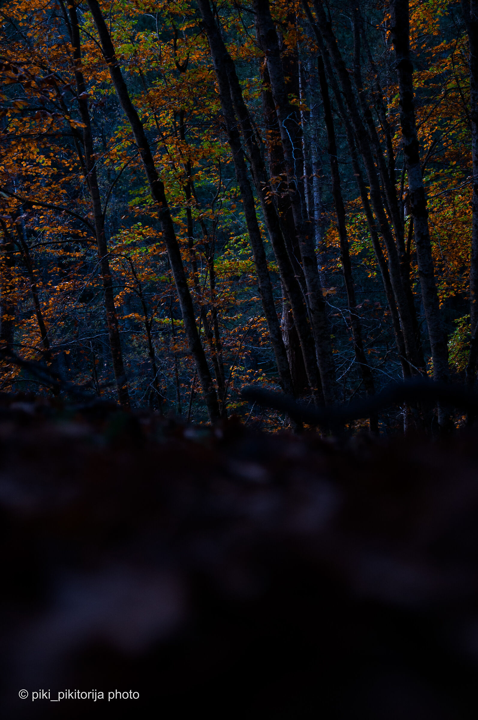 Foreste nella montagna