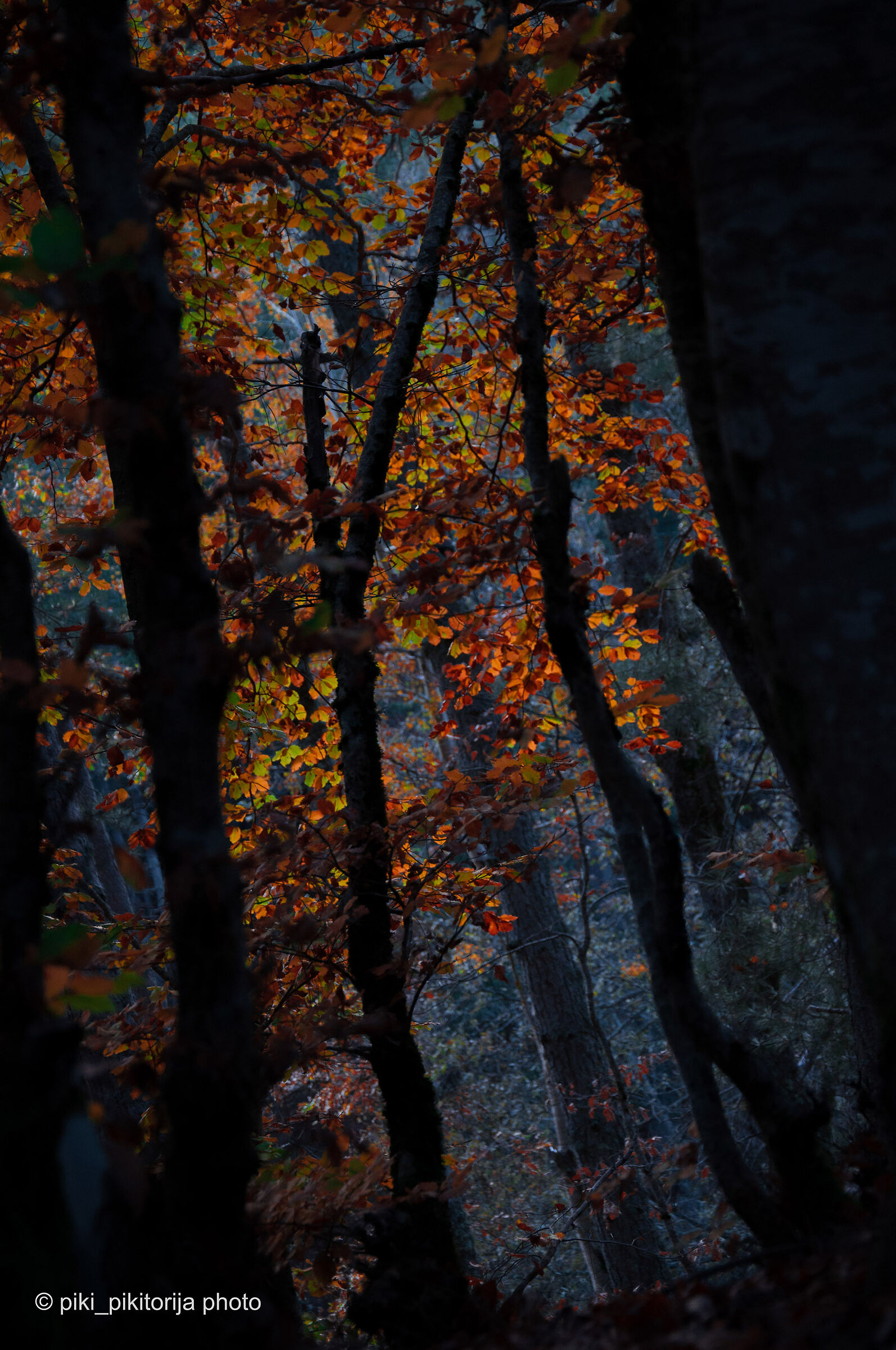 Foreste nella montagna