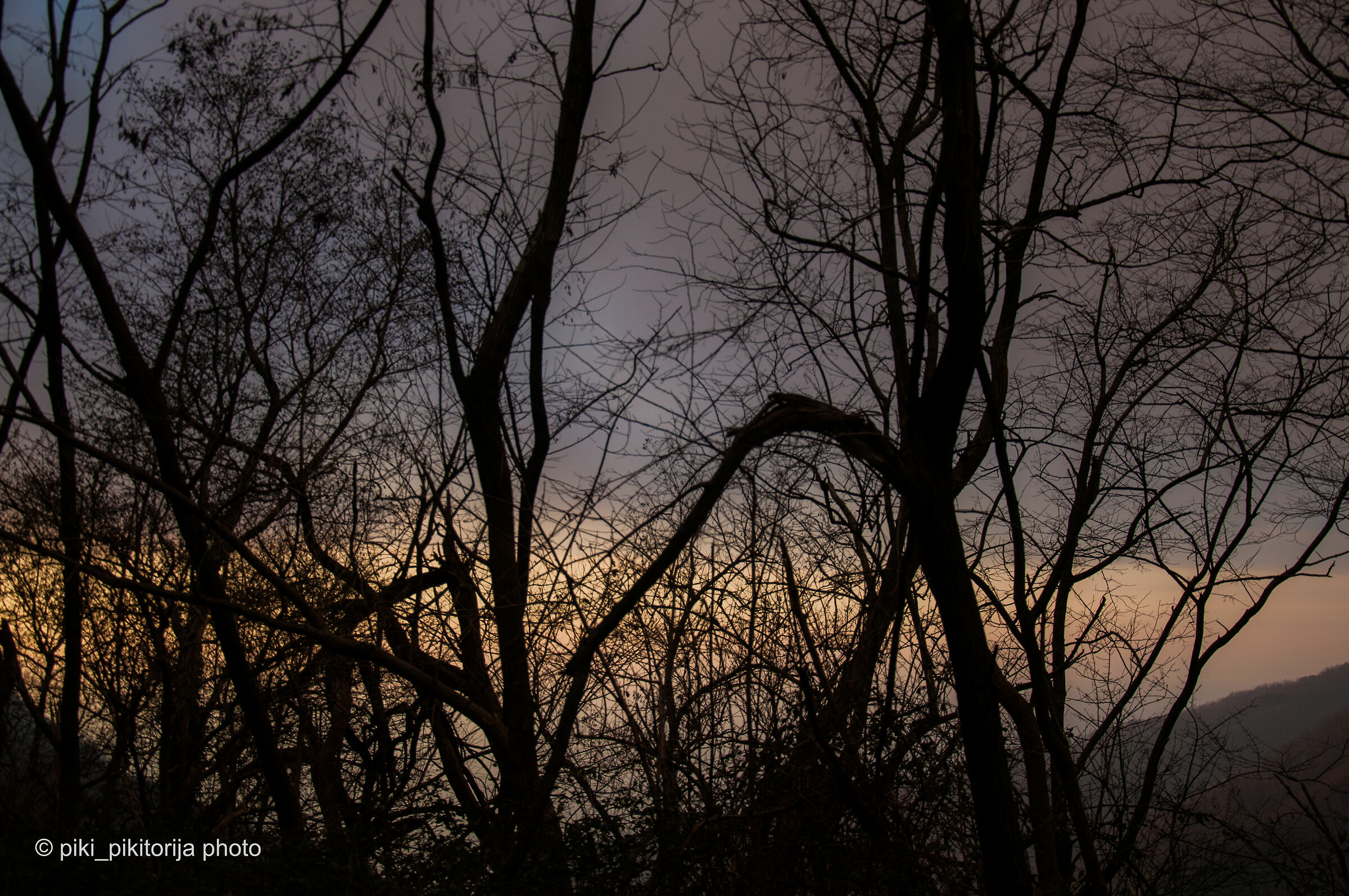 Foreste nella montagna