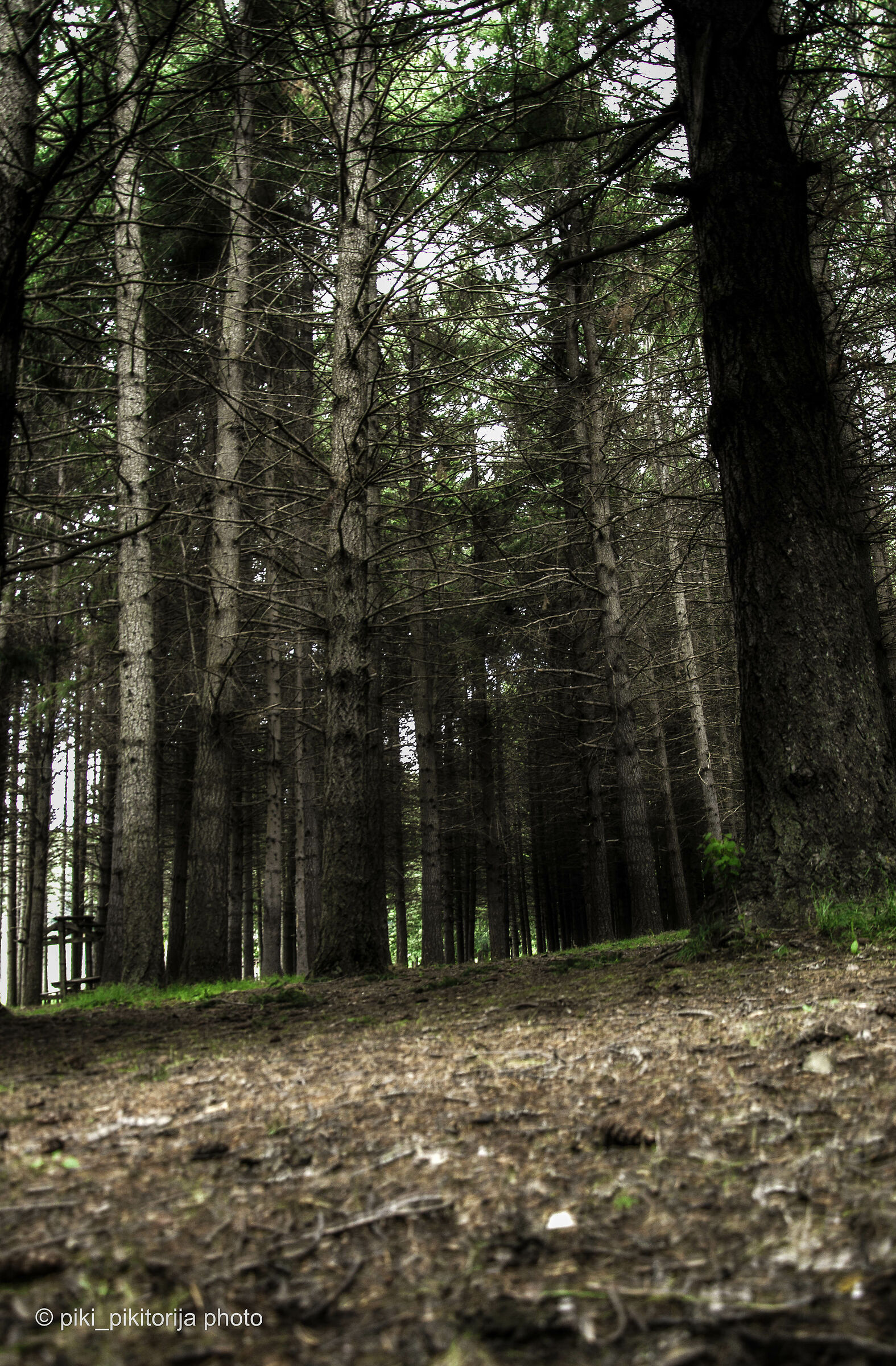 Foreste nella montagna
