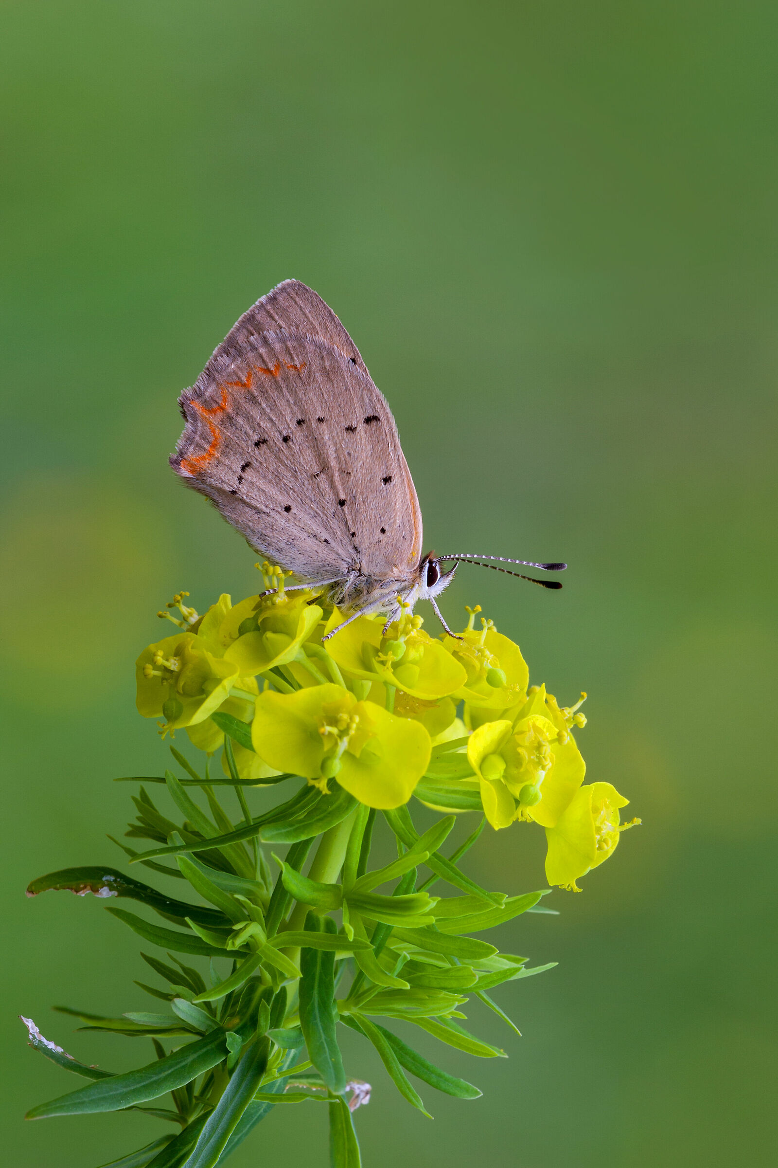 Lycaena copper