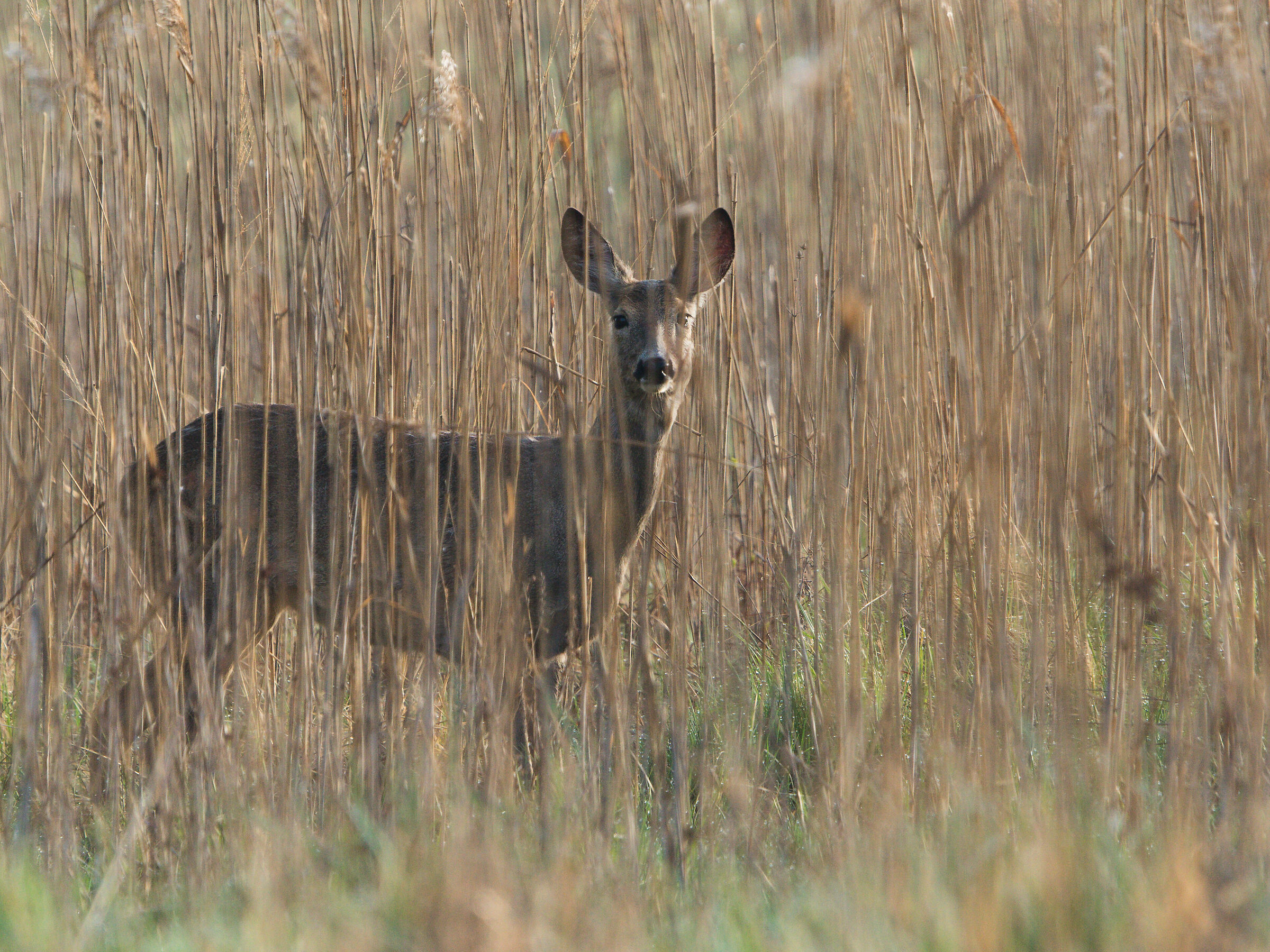Capriolo (Capreolus capreolus)