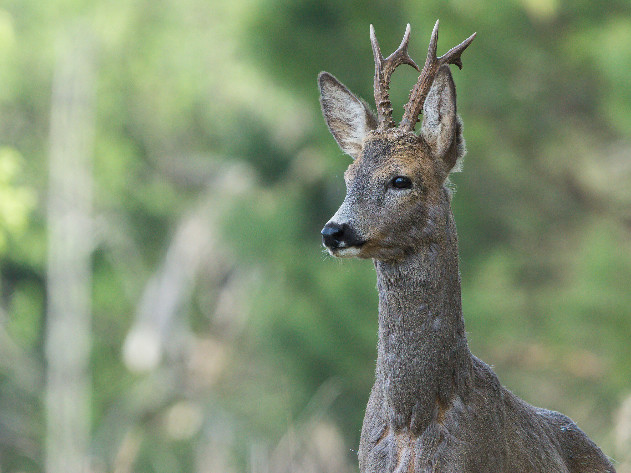 Capriolo (Capreolus capreolus)