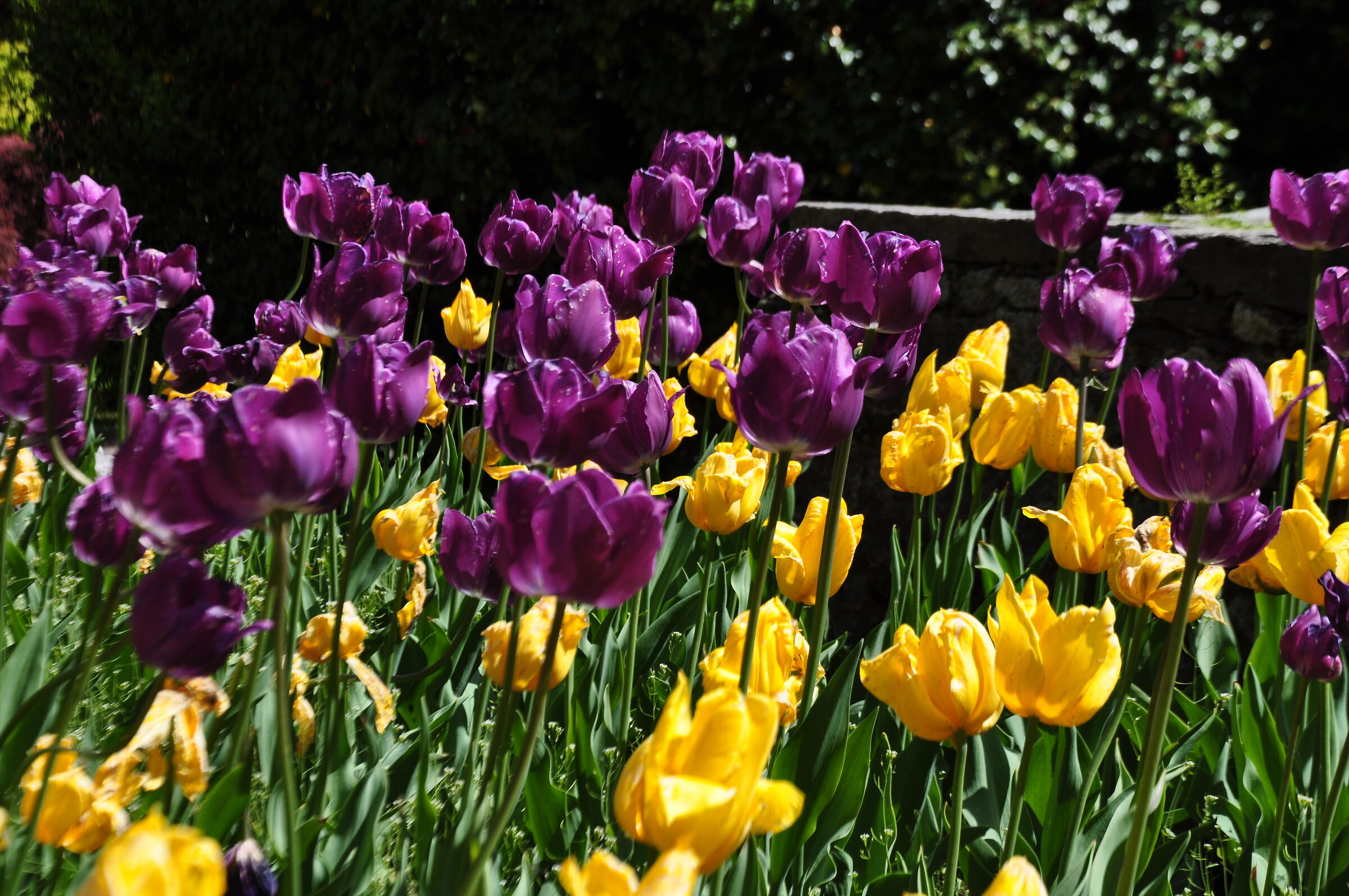 Villa Taranto -  Pallanza - fioriture di  tulipani