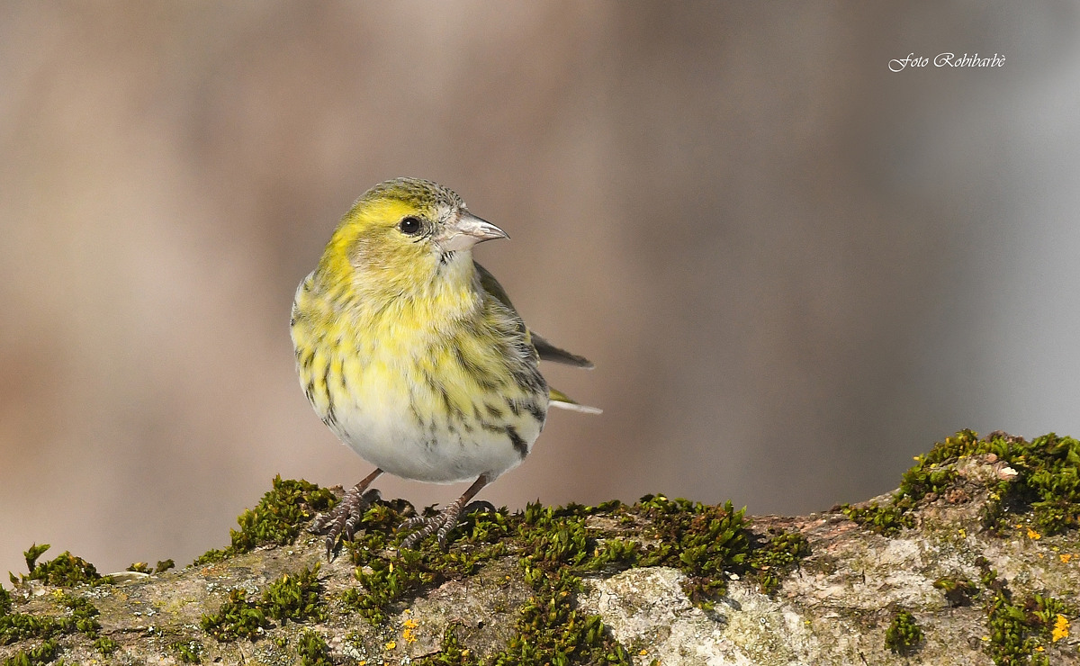Siskin...