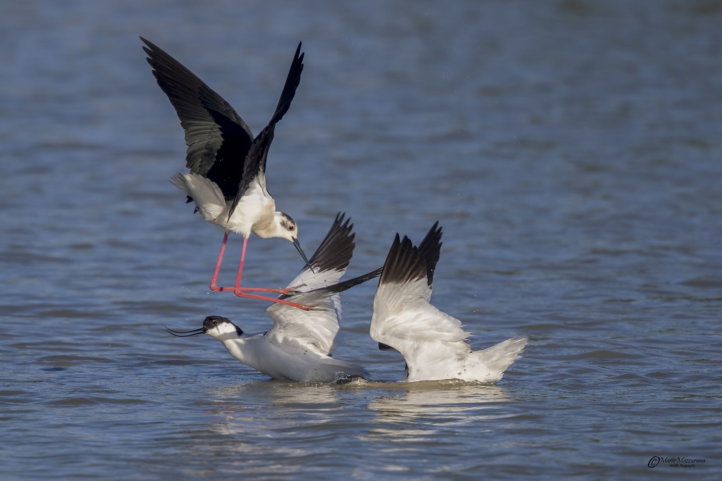 "Difesa del territorio"