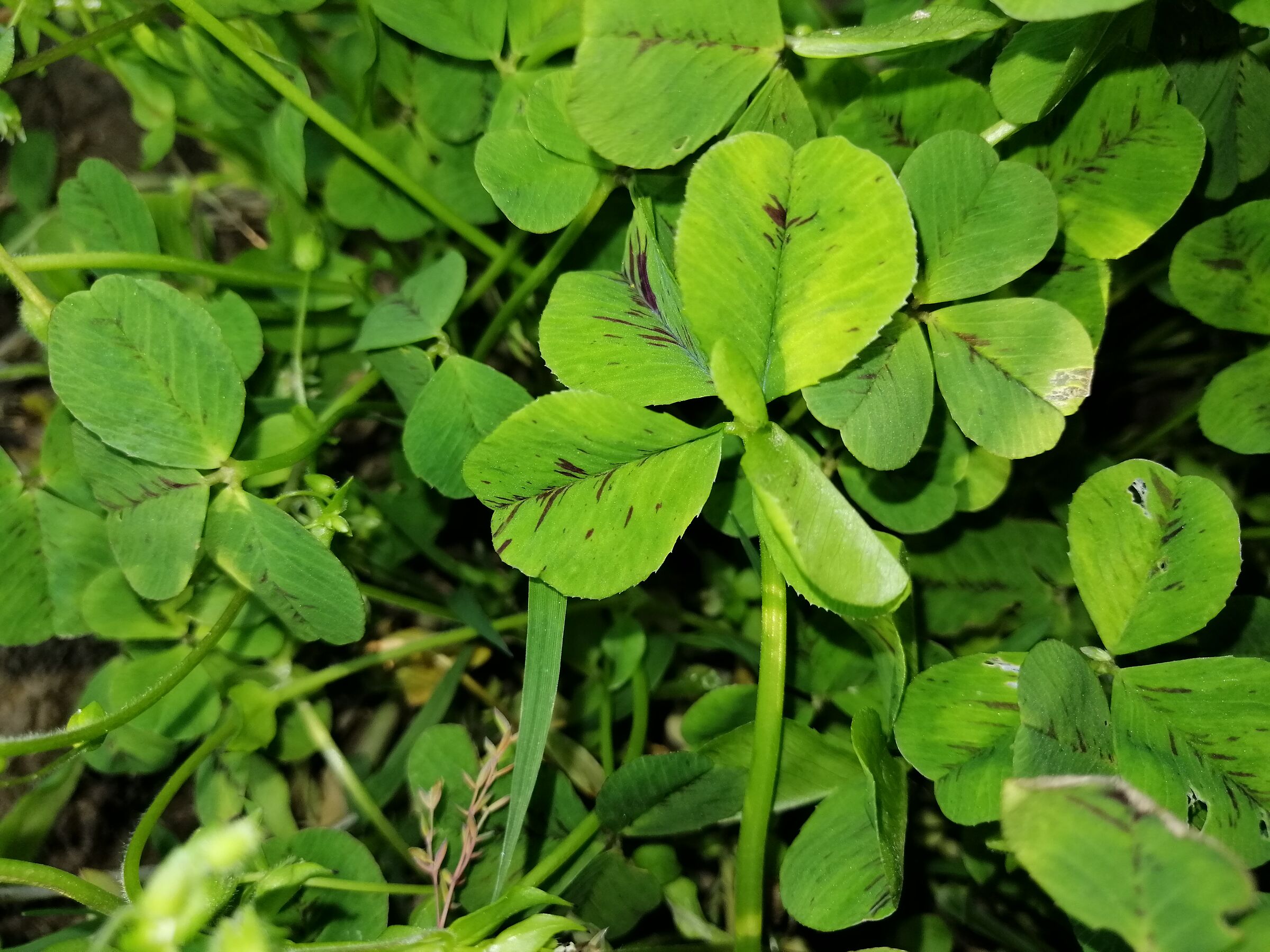 four-leaf clover