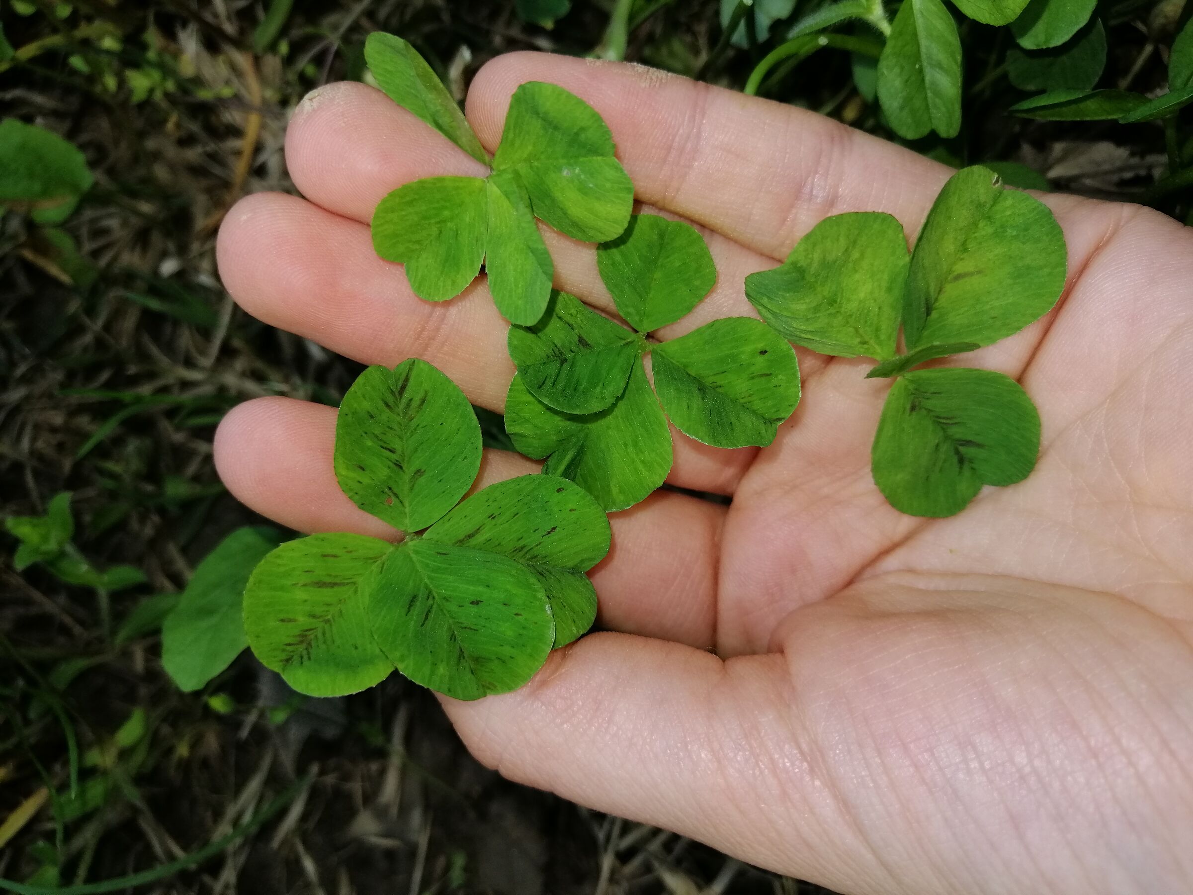 ]four-leaf clover