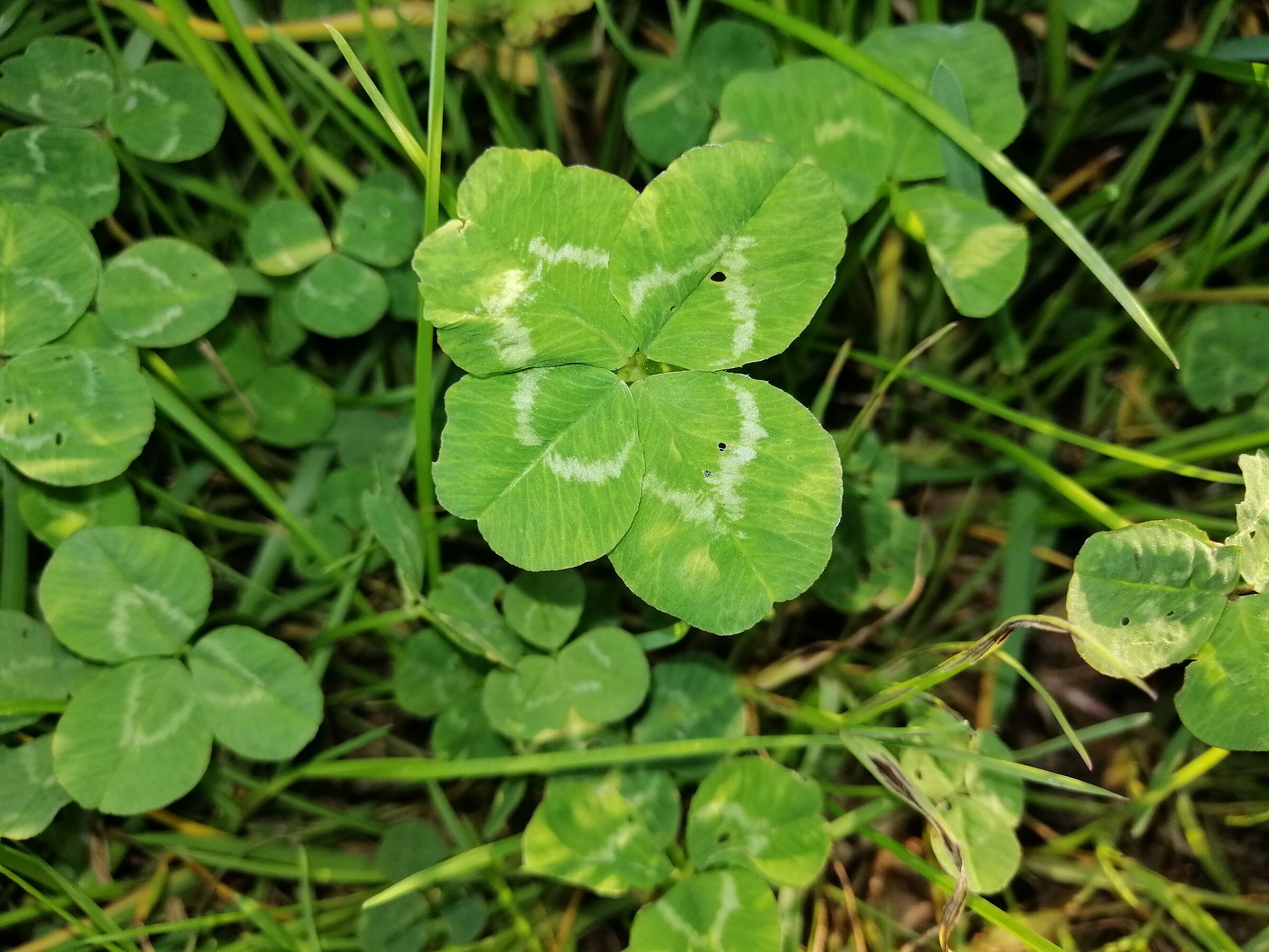 four-leaf clover