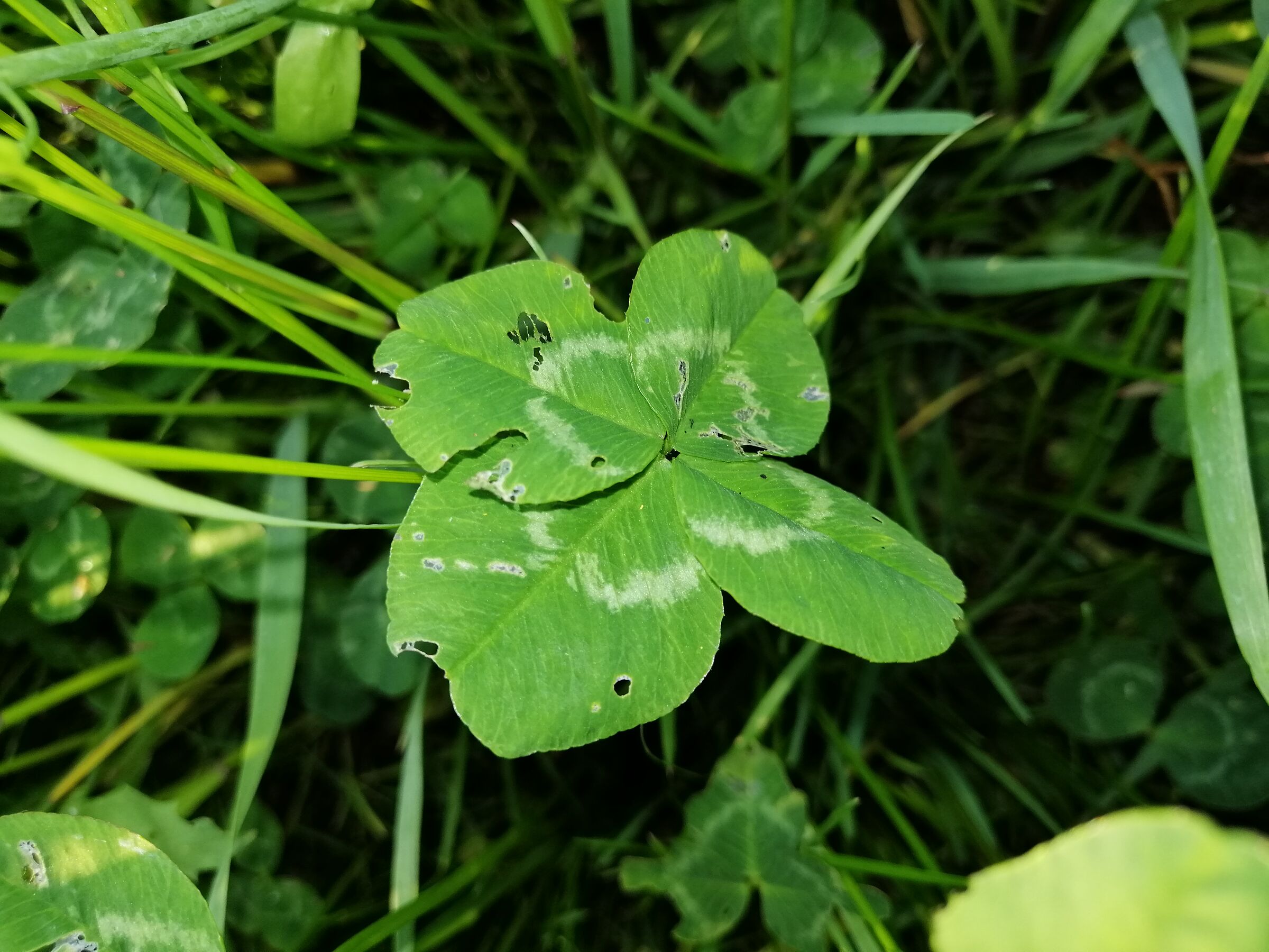 four-leaf clover