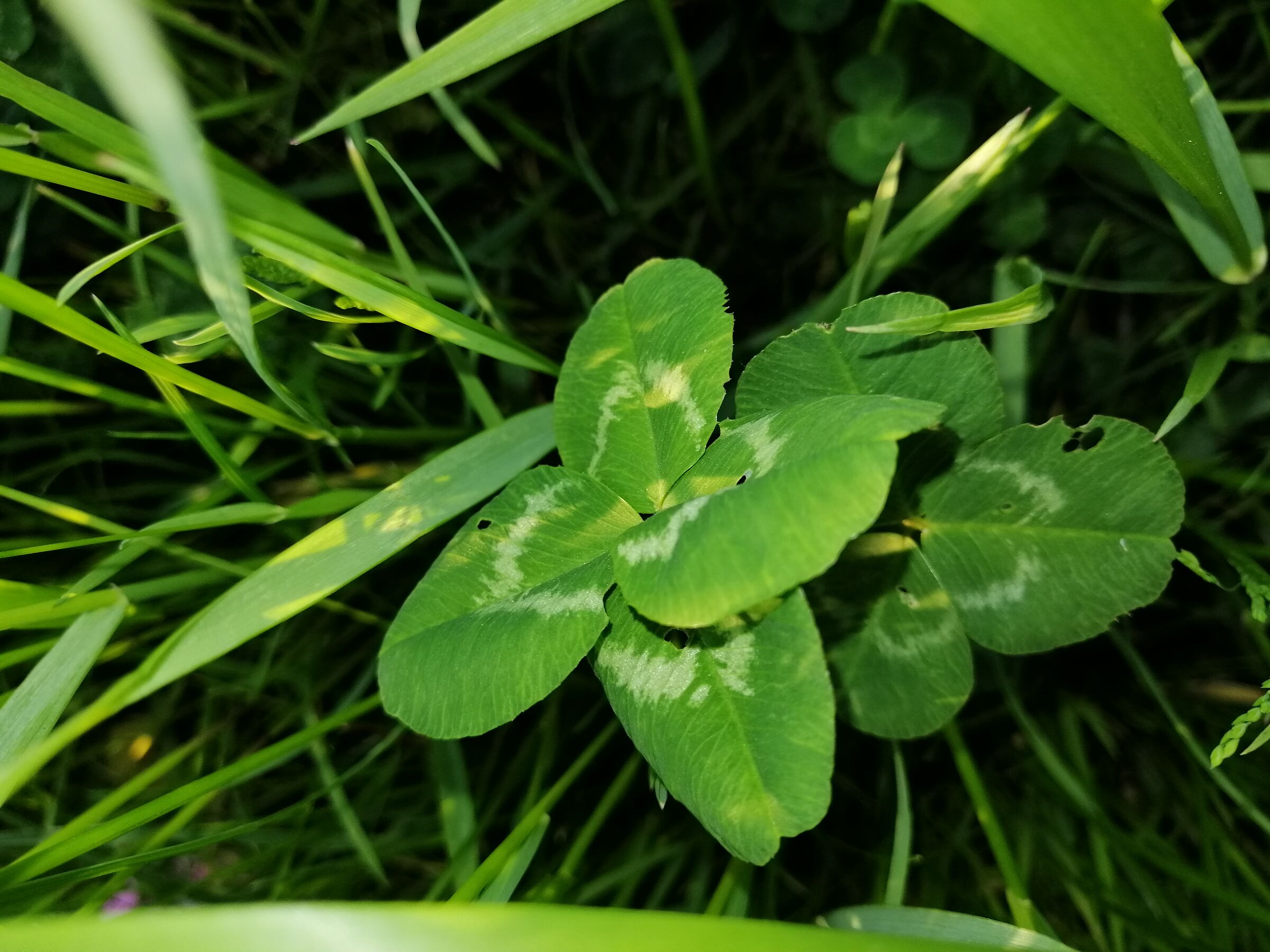 four-leaf clover