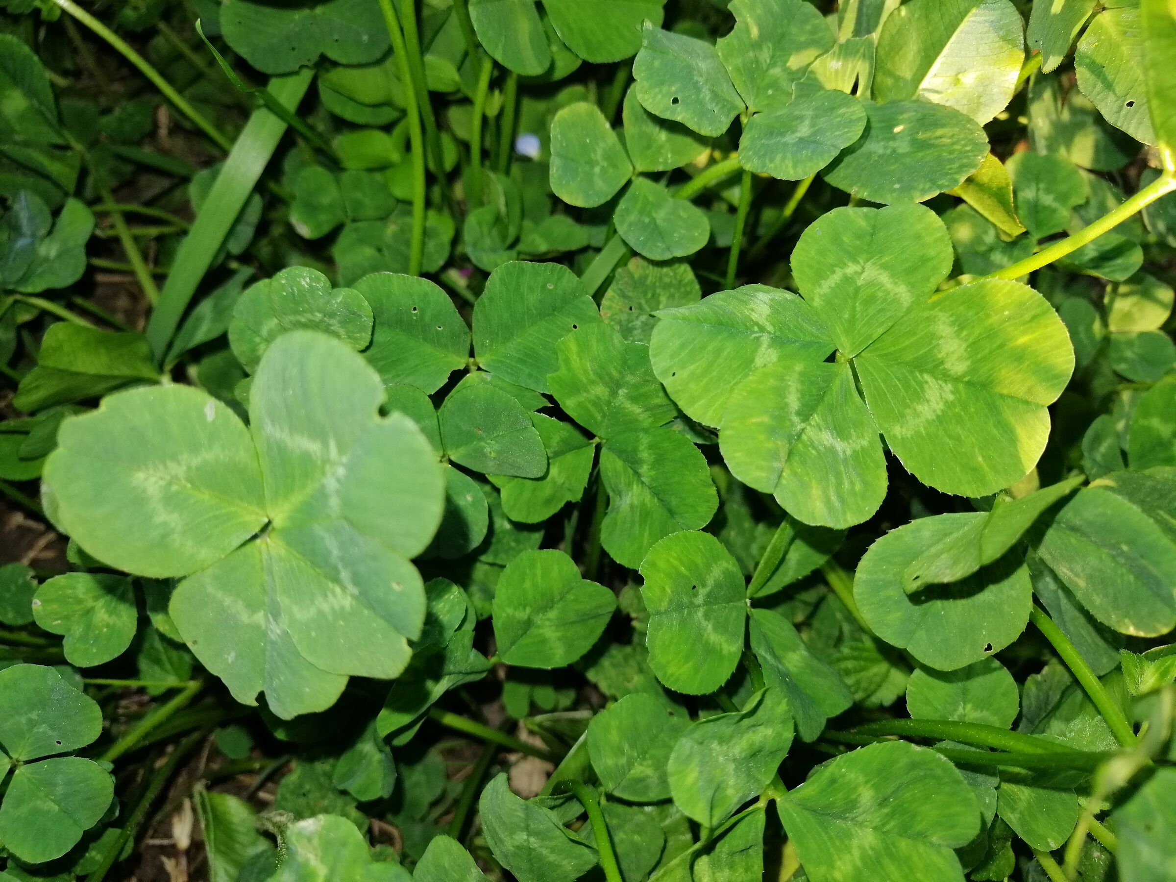 four-leaf clover