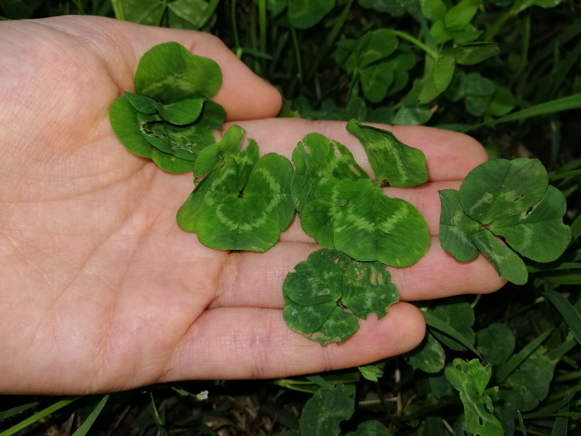 four-leaf clover