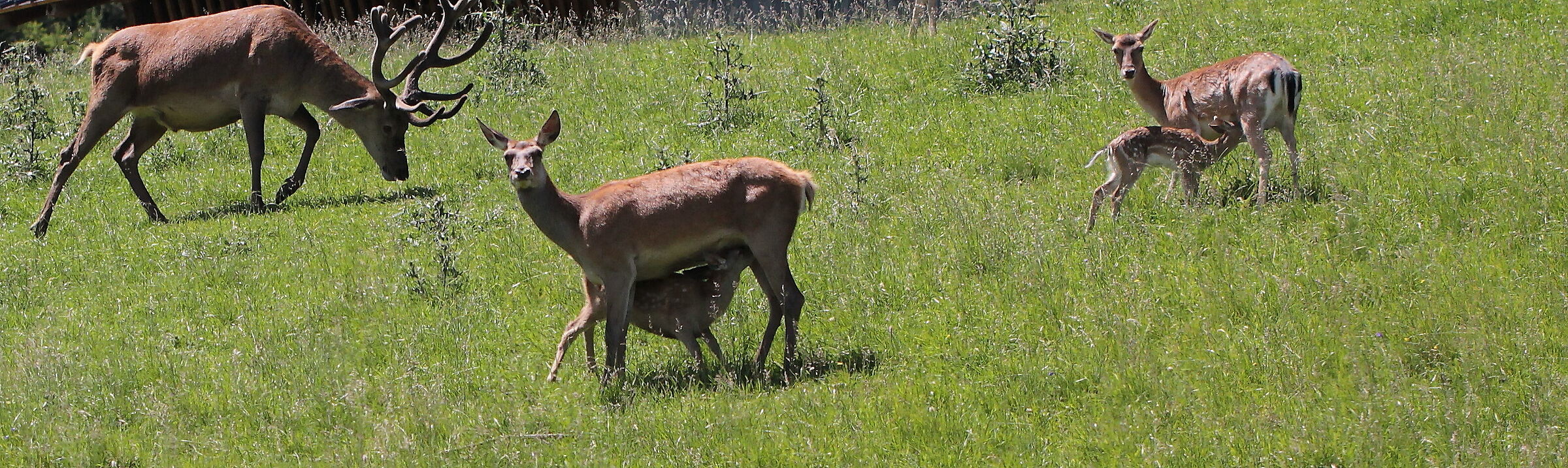 Allattamento piccoli cervi