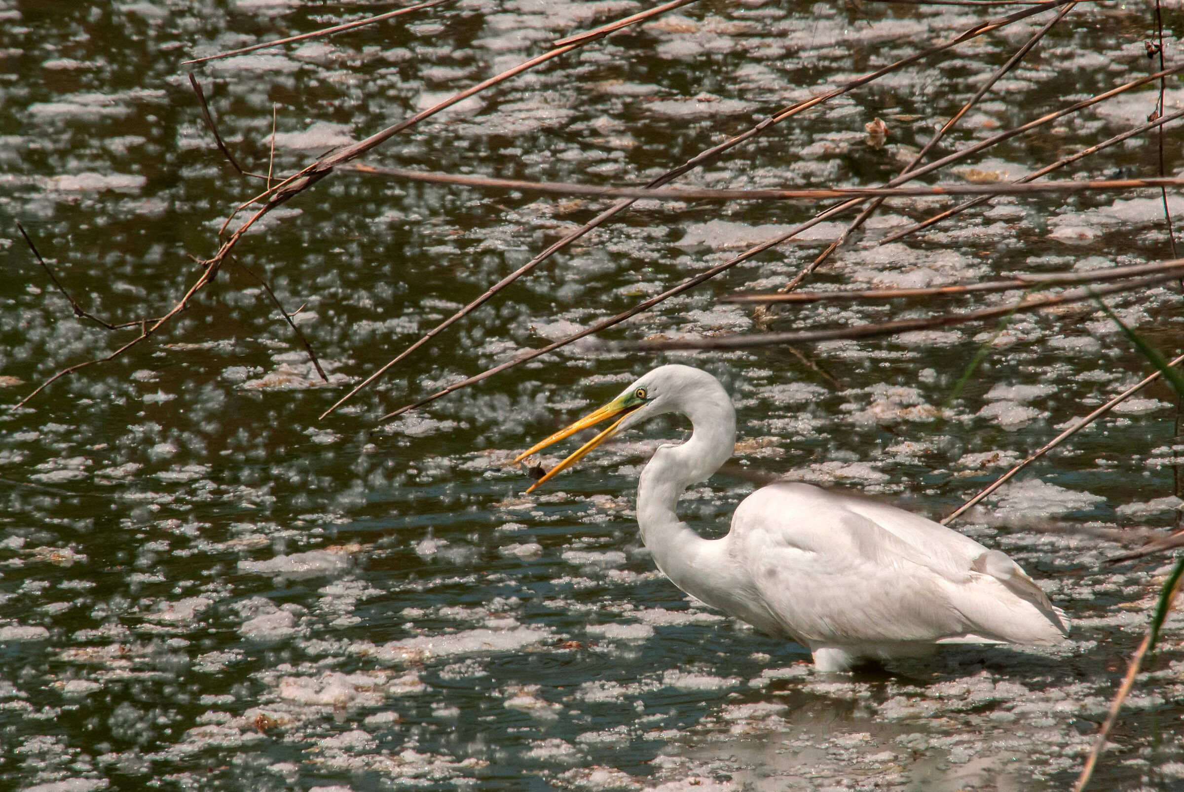 Airone Bianco con preda
