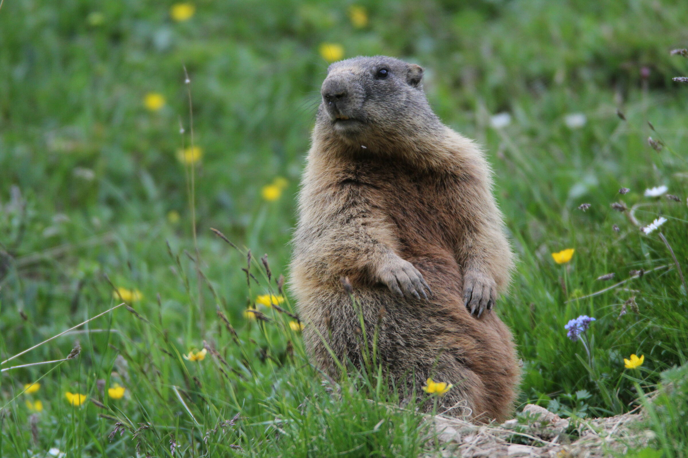 Marmotta