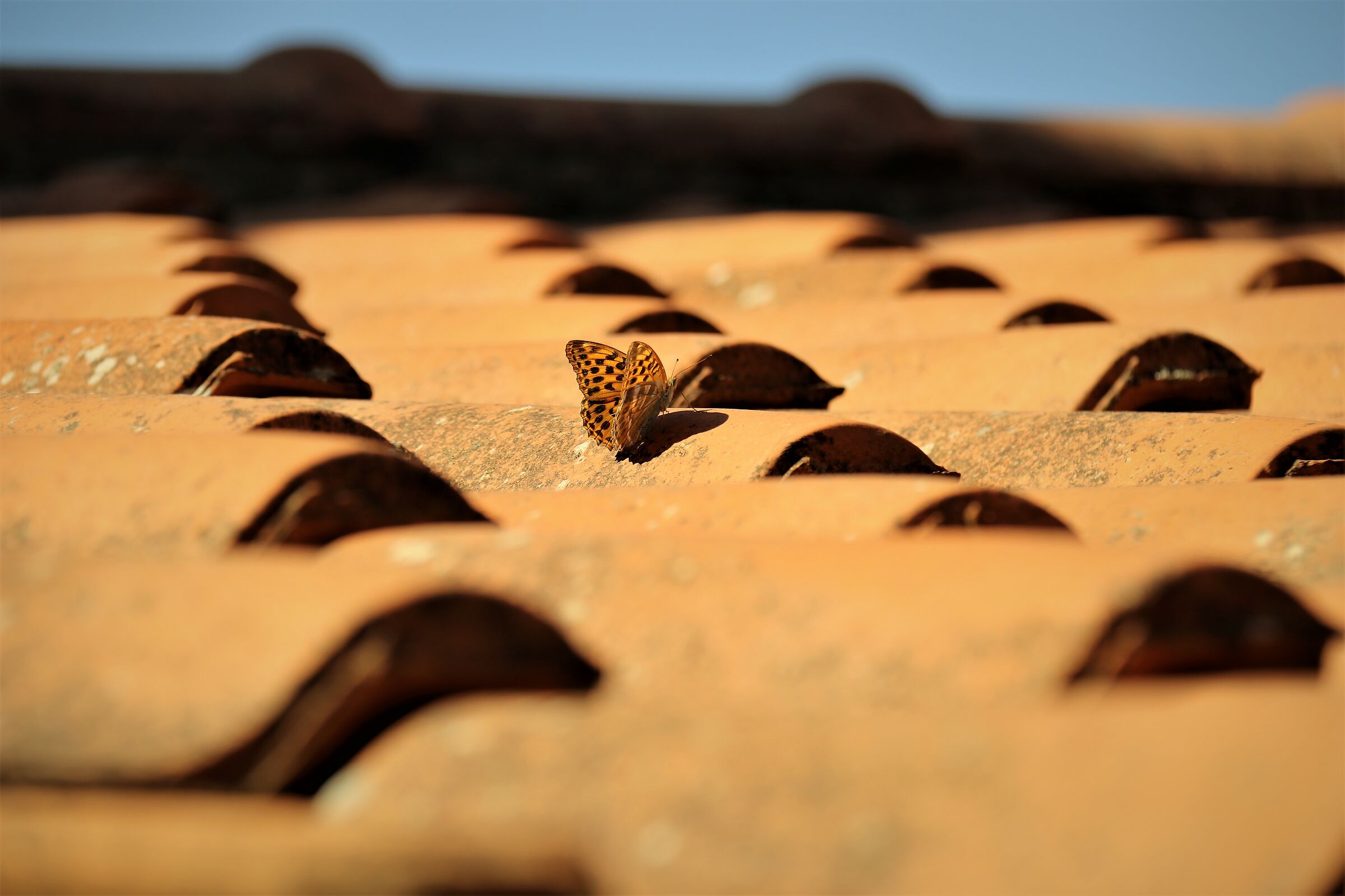 Una Farfalla sul tetto