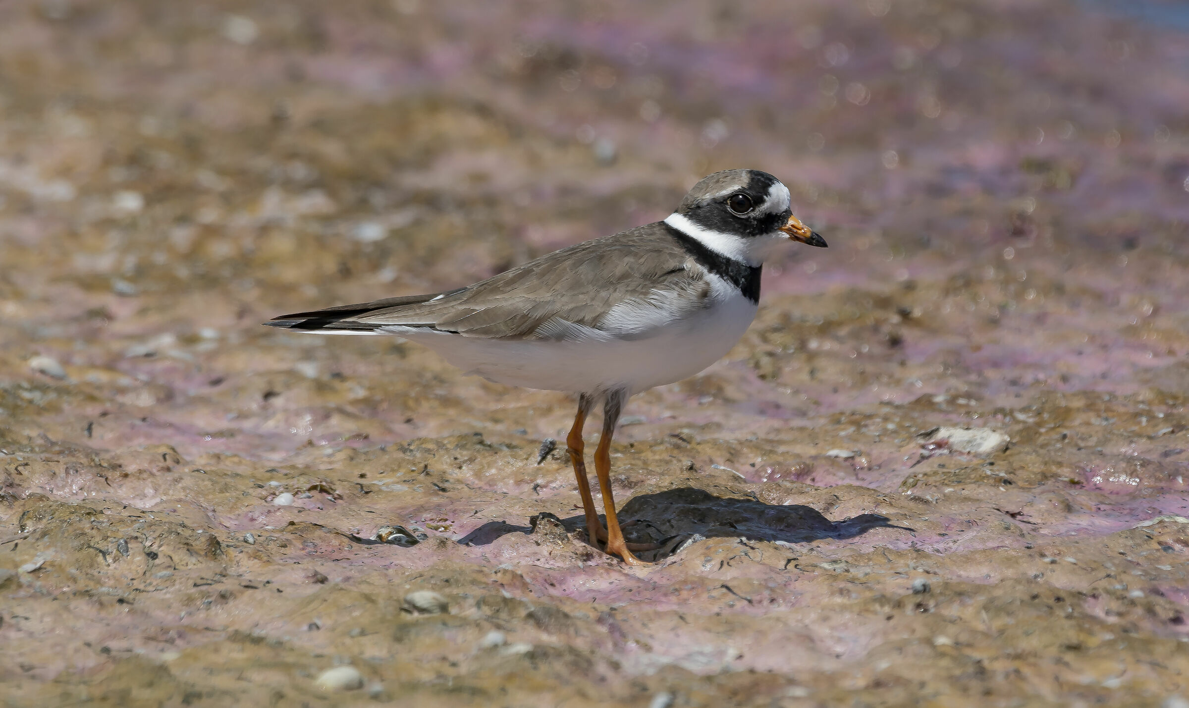 Corriere grosso tra le alghe in decomposizione?colori