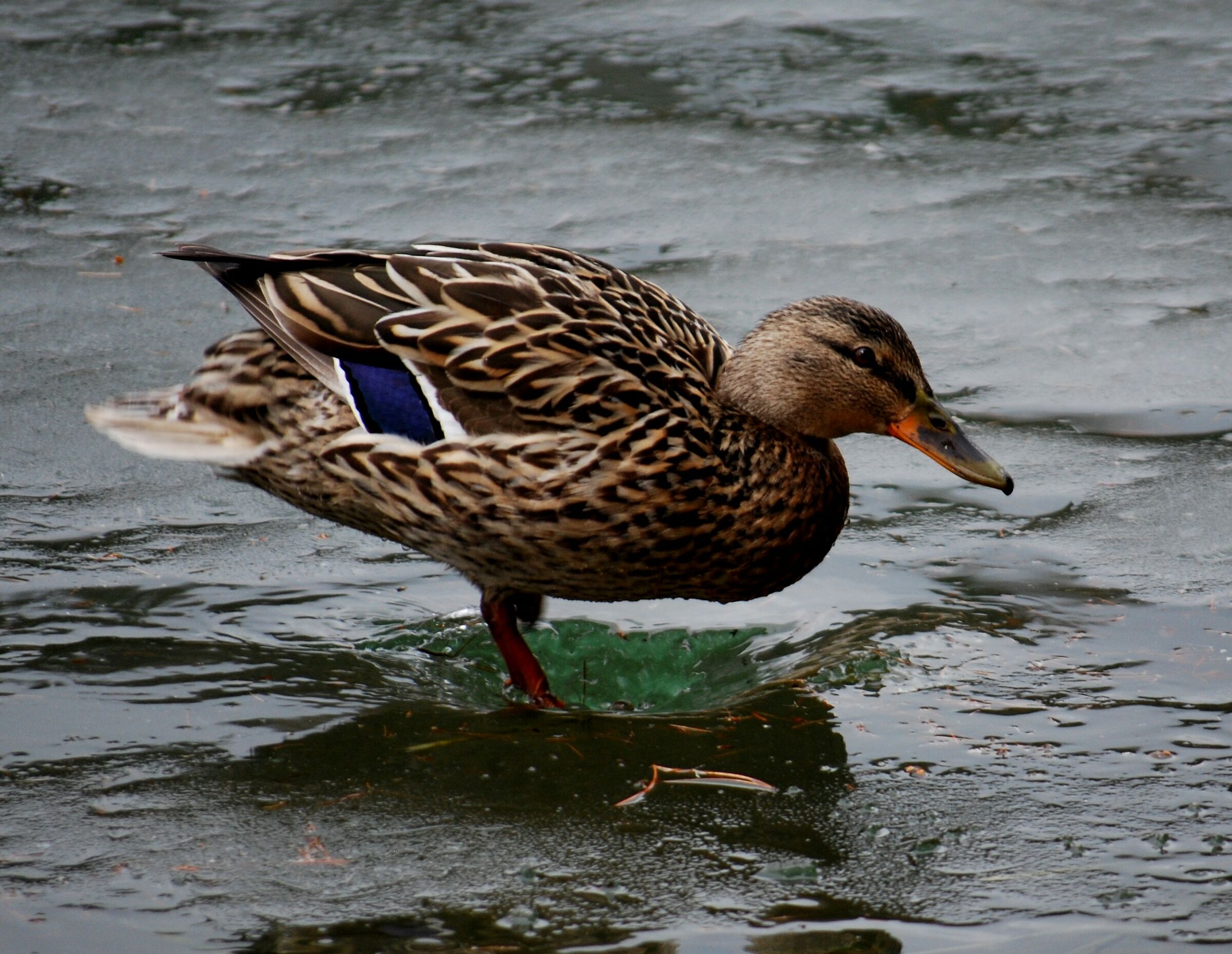 ops ho rotto il ghiaccio