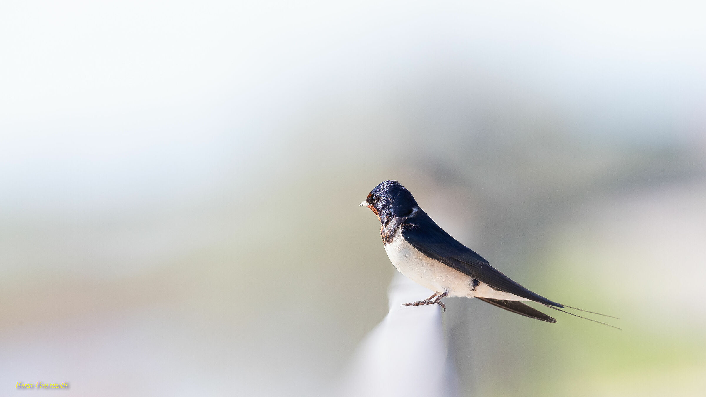 rondine hirundo rustica