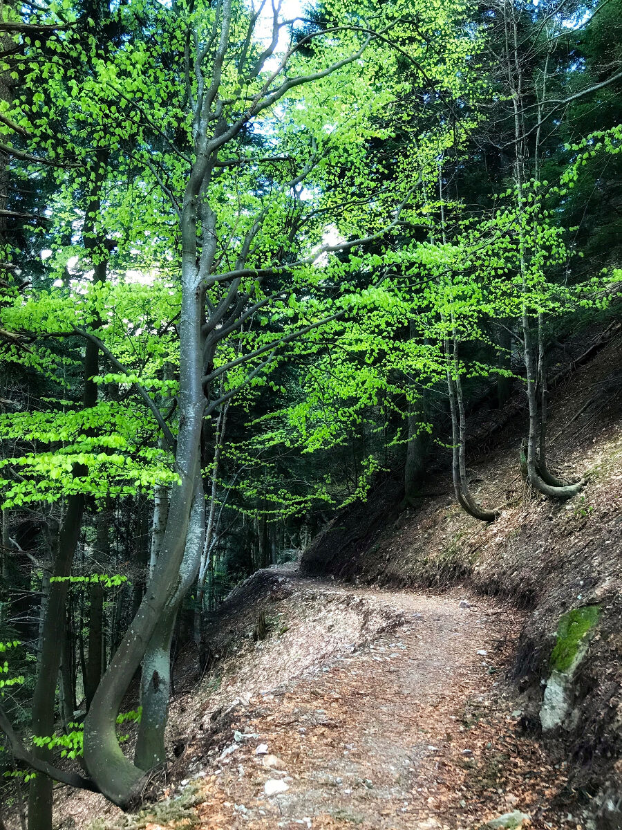 "Curves" in the Beech Forest
