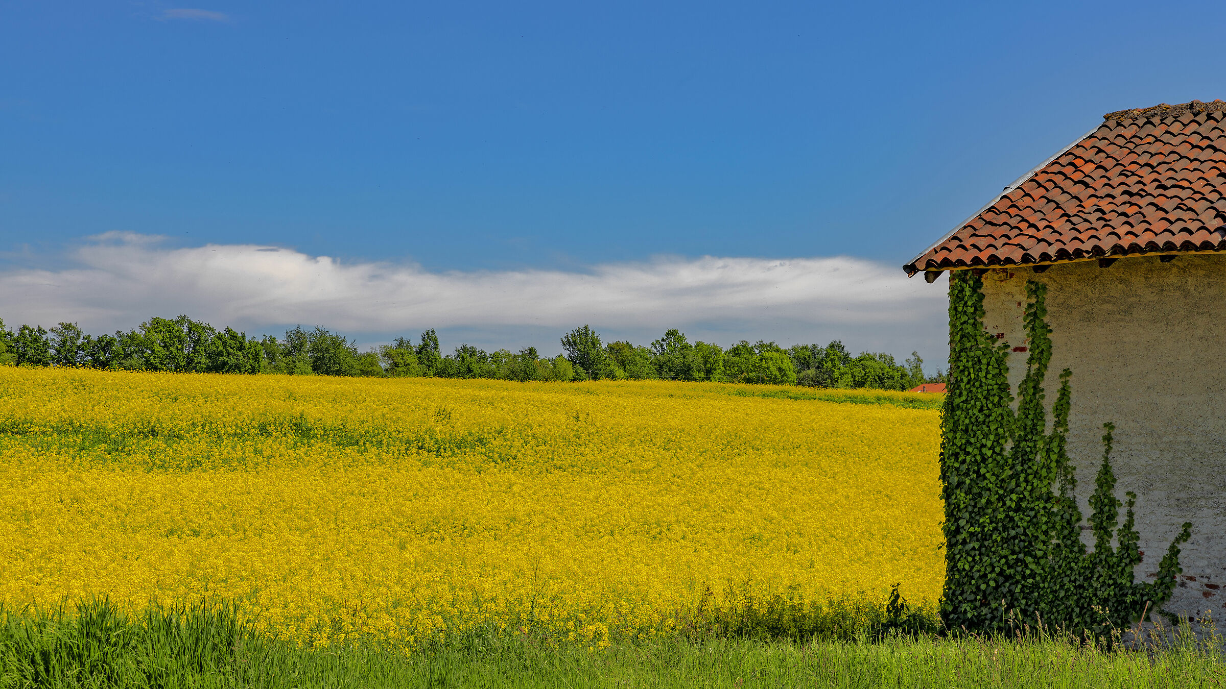 Giallo!!!!!!!!!!!!!!!!!!