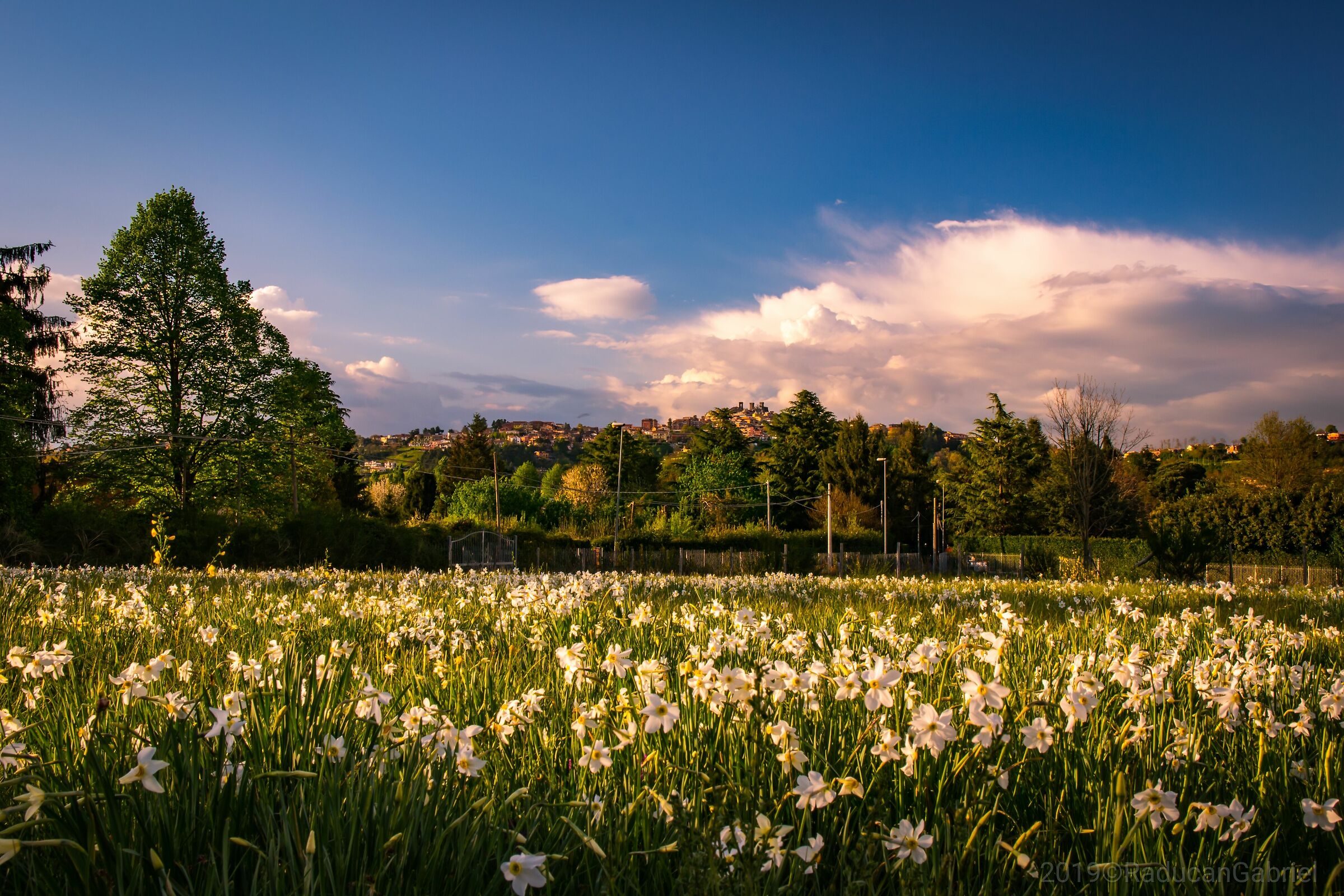 Profumo di narcisi...