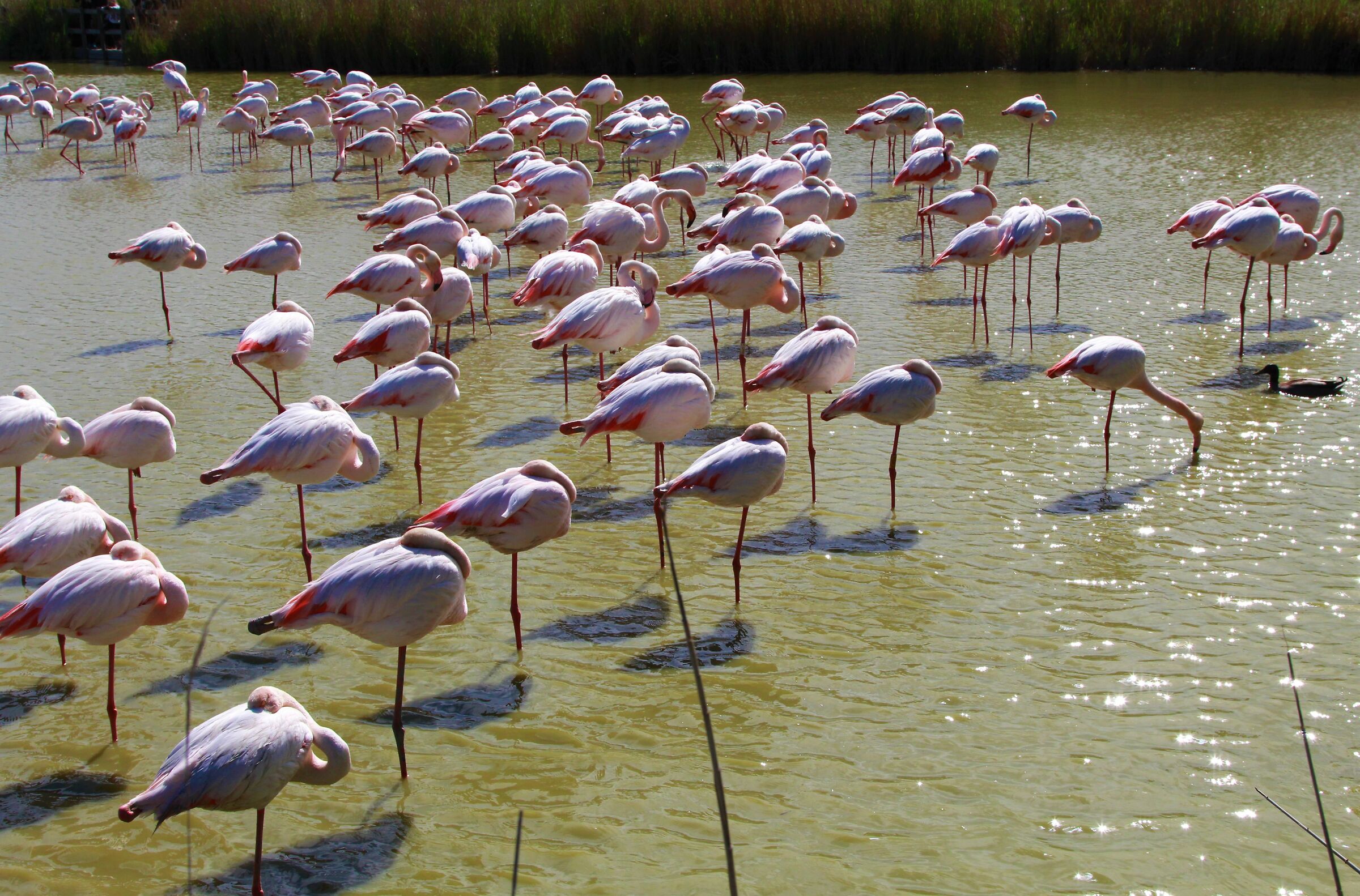 Fenicotteri in gruppo