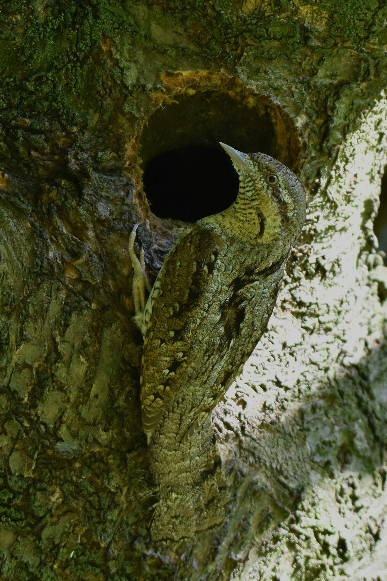 visita alle altrui proprietà