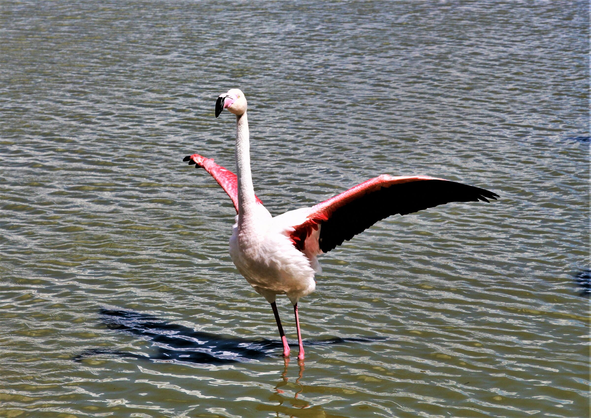 Prima di spiccare il volo