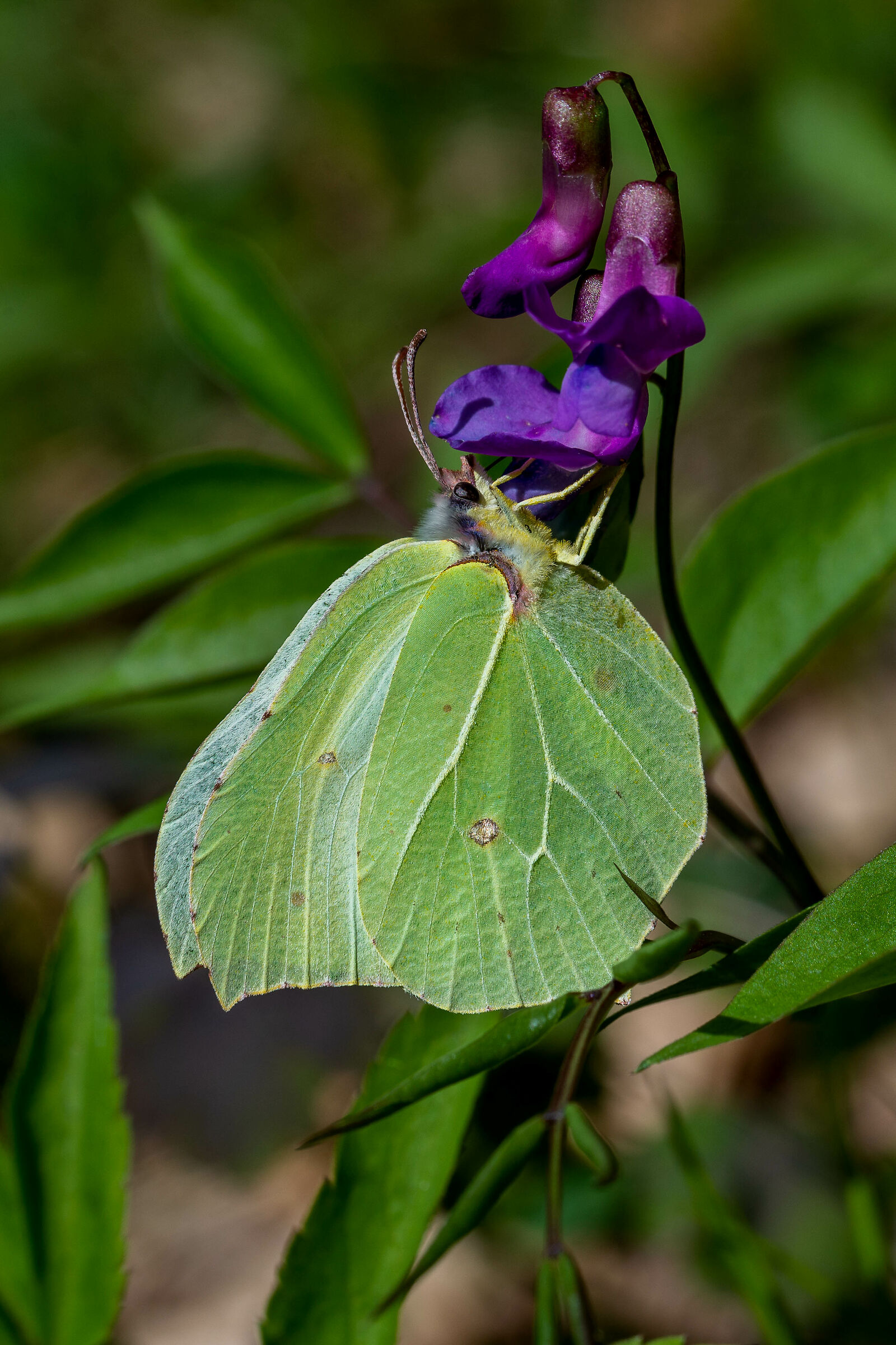 Gonepteryx cleopatra