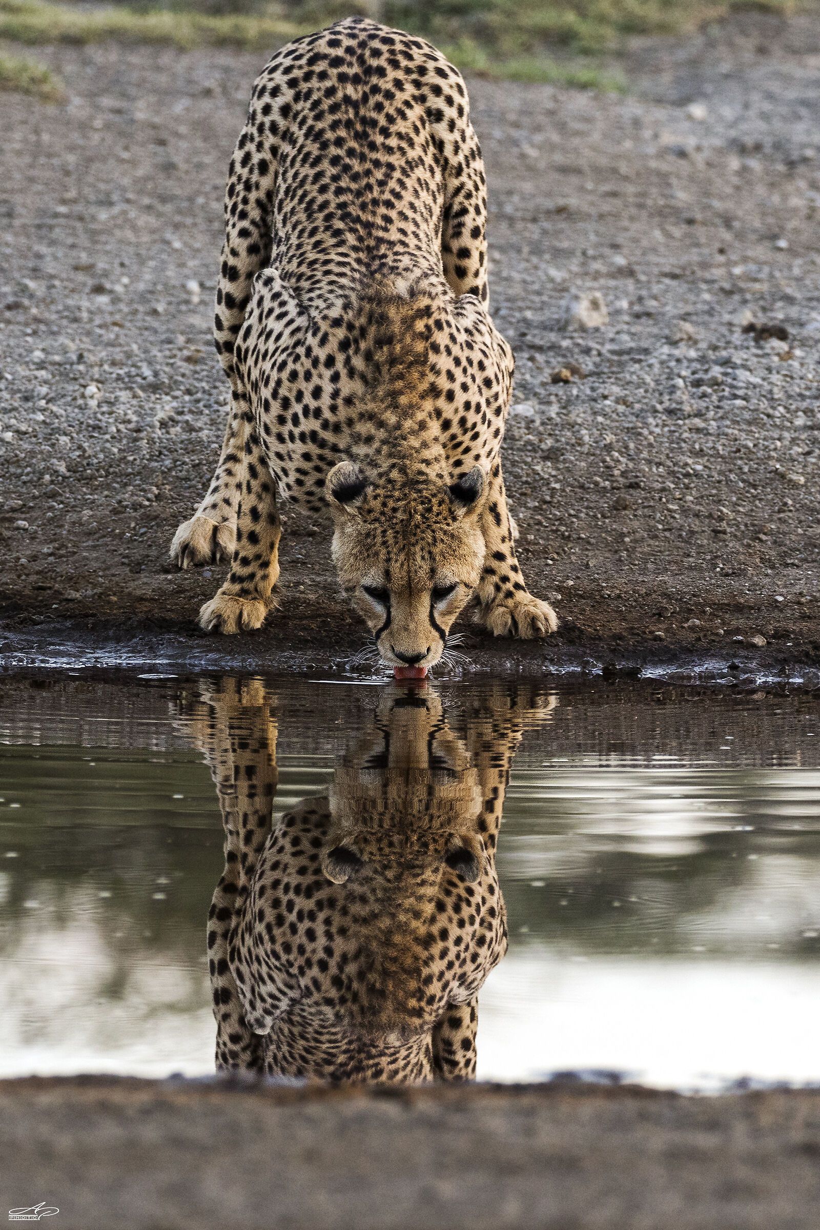 The kiss with the tongue
