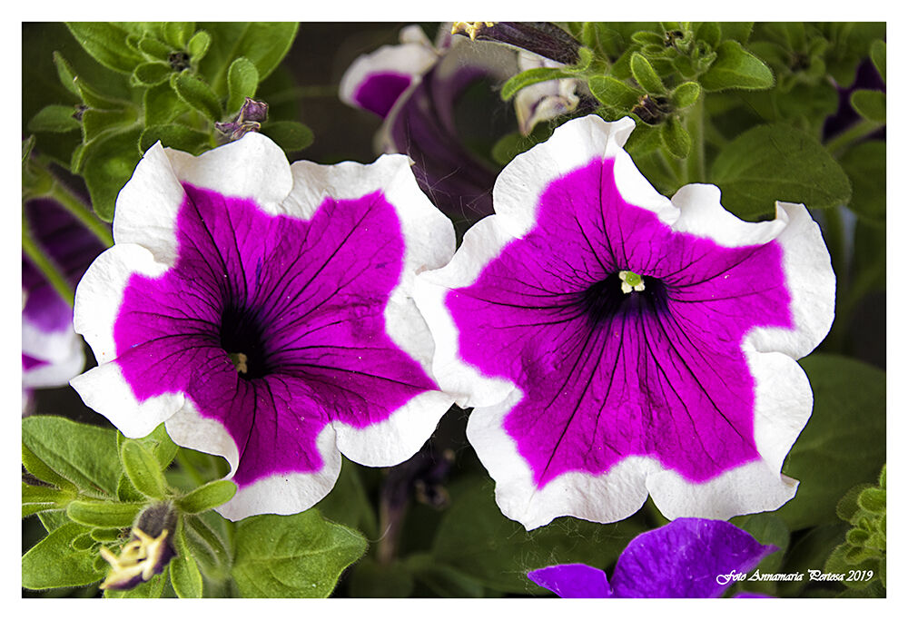 Il famoso color mauve della Cederna